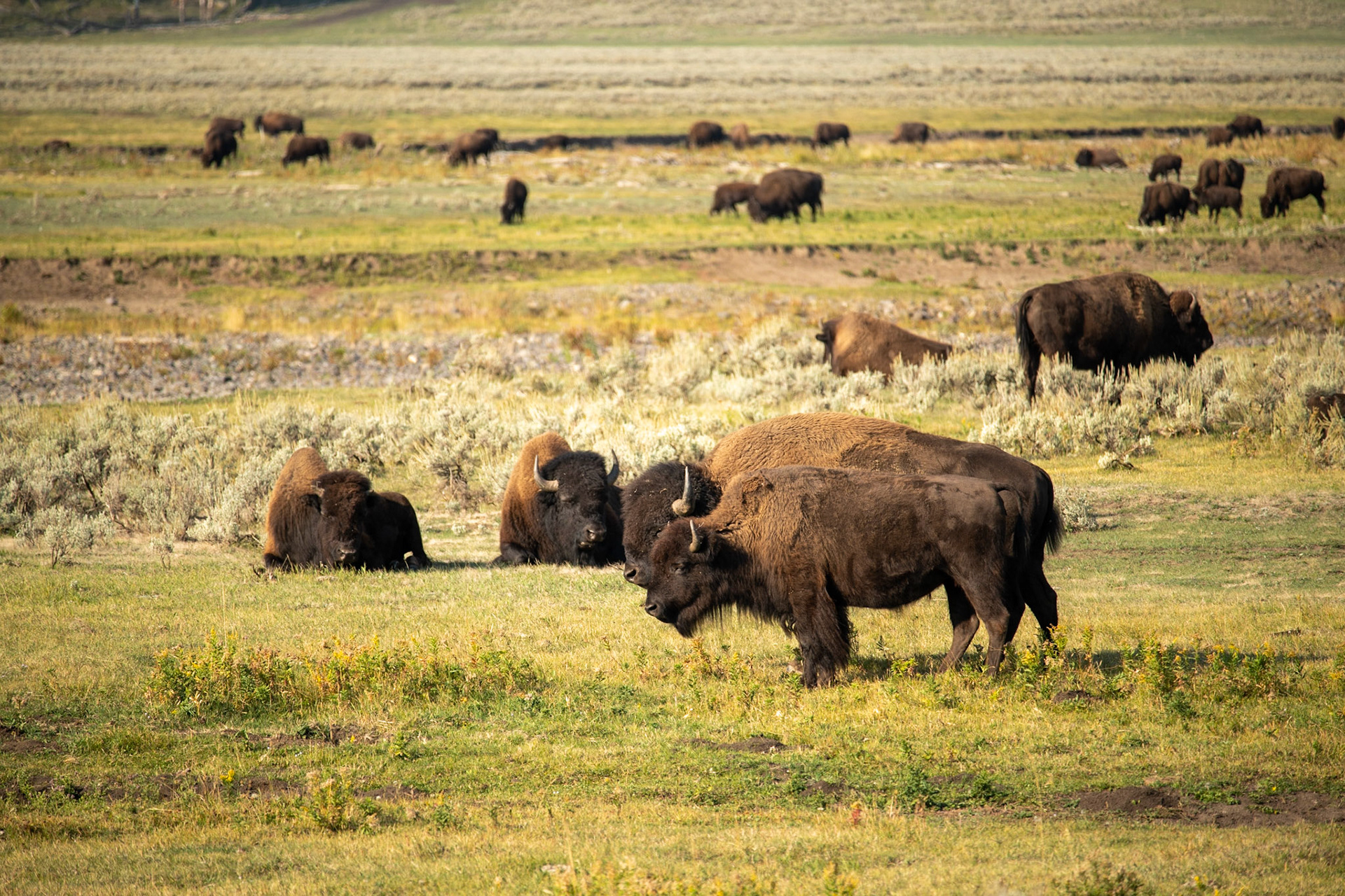 Herd of bison at Lamar valley