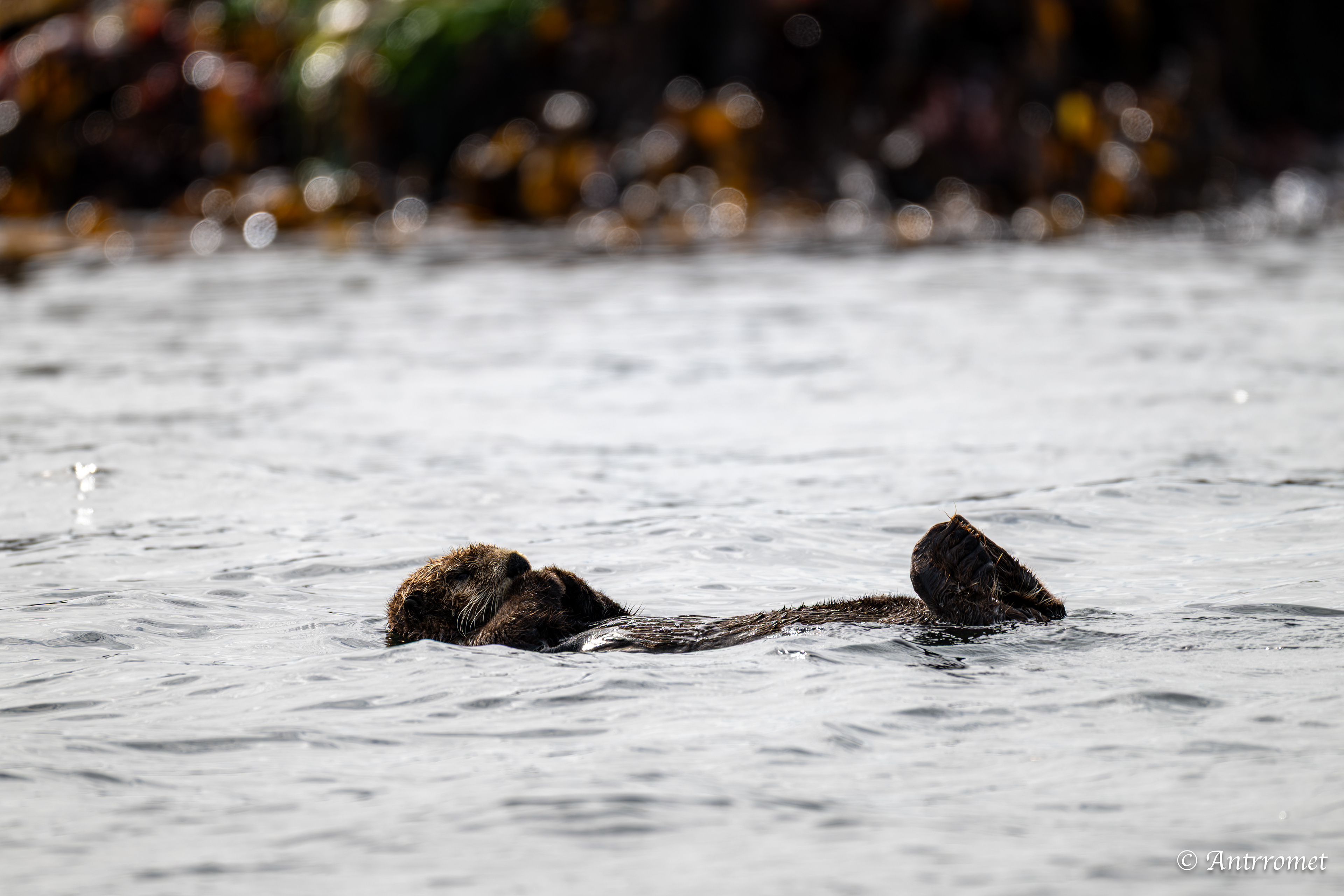 Sea otter