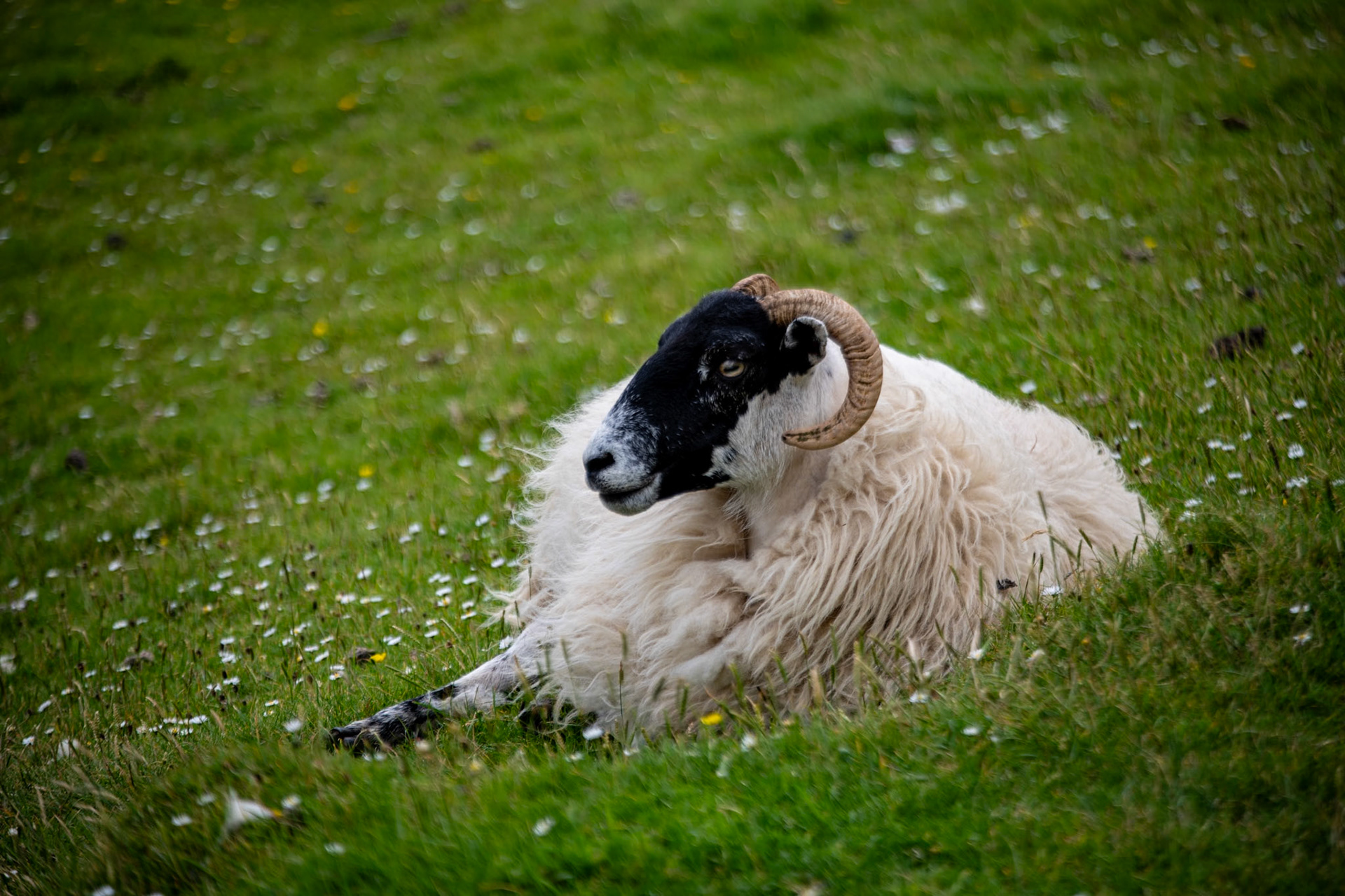 Blackface ram on the way to Brothers point