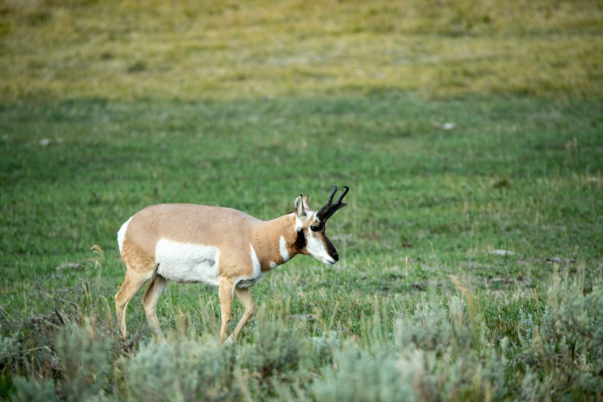 American pronghorn antelope at Lamar valley