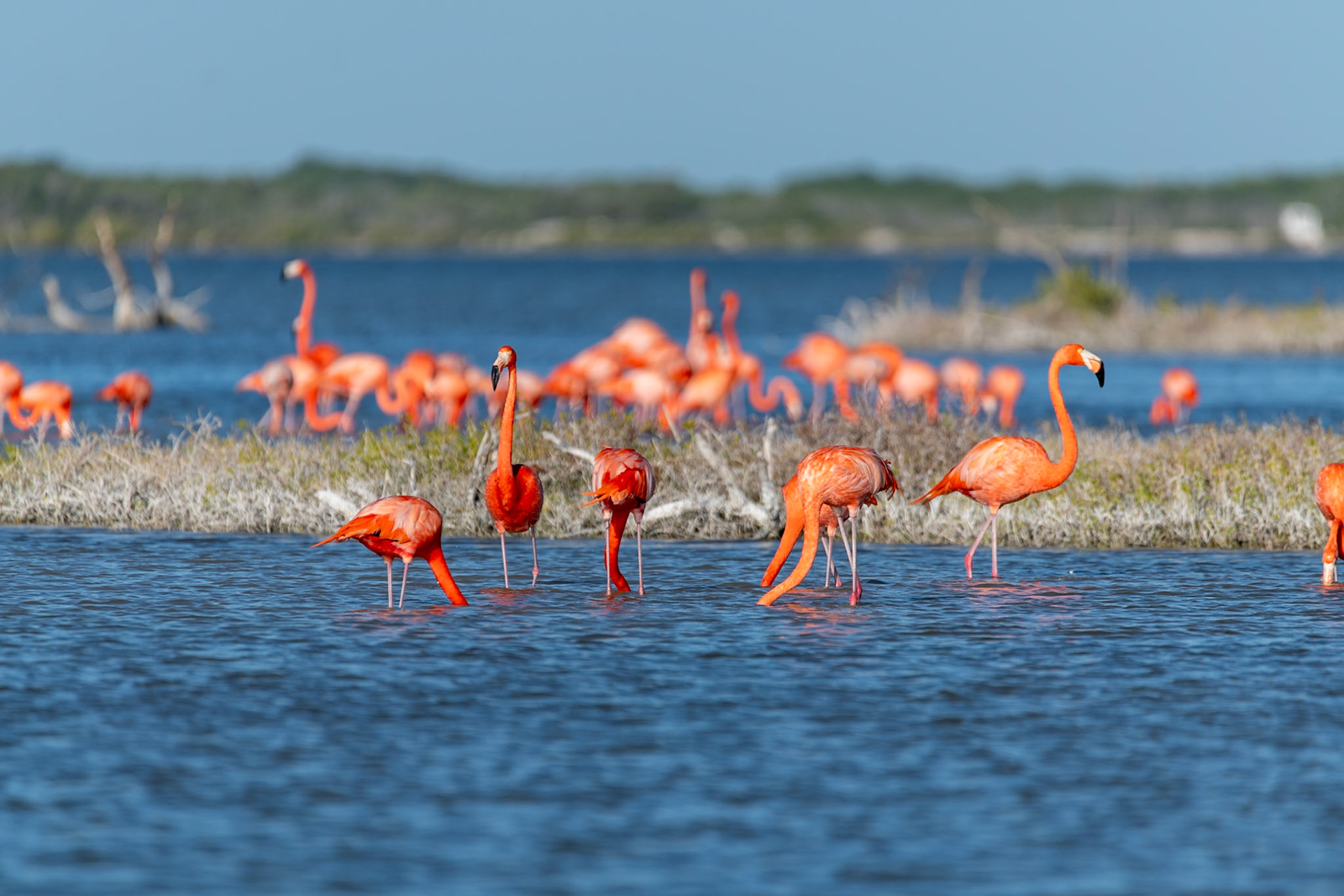 Flamingos at Rio Lagartos Lagoon