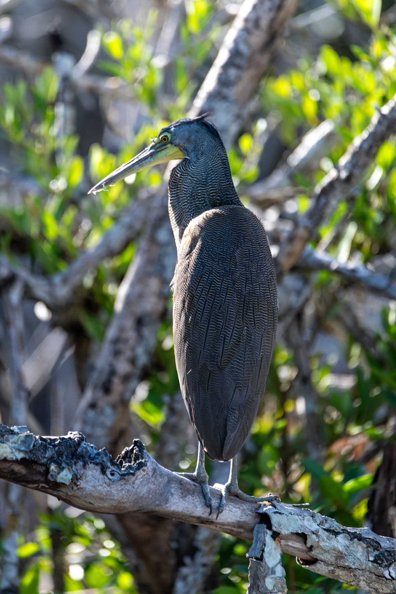 Tiger Heron at Rio Lagartos Lagoon