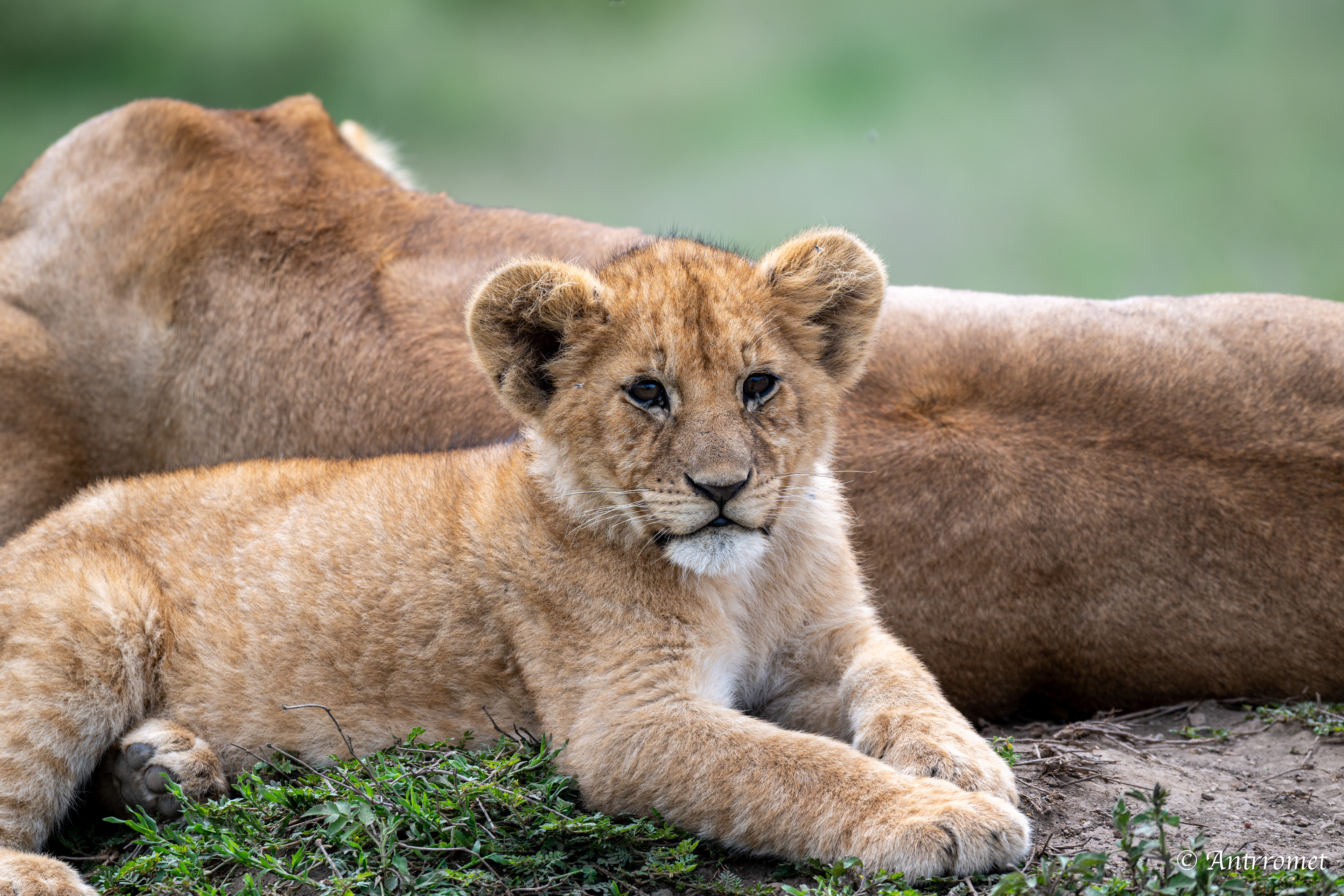 Lion cub with its mom