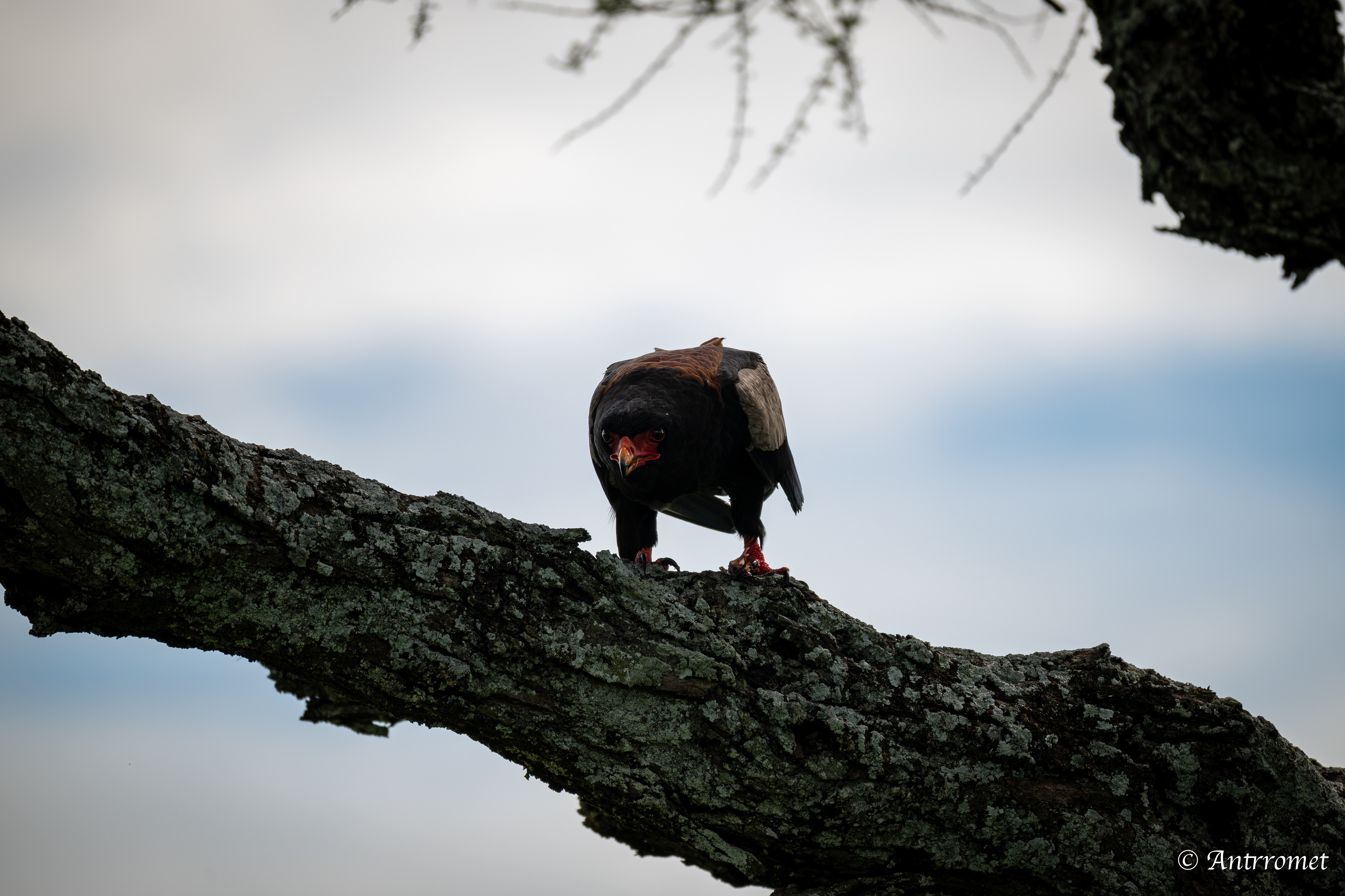 Bateleur Eagle