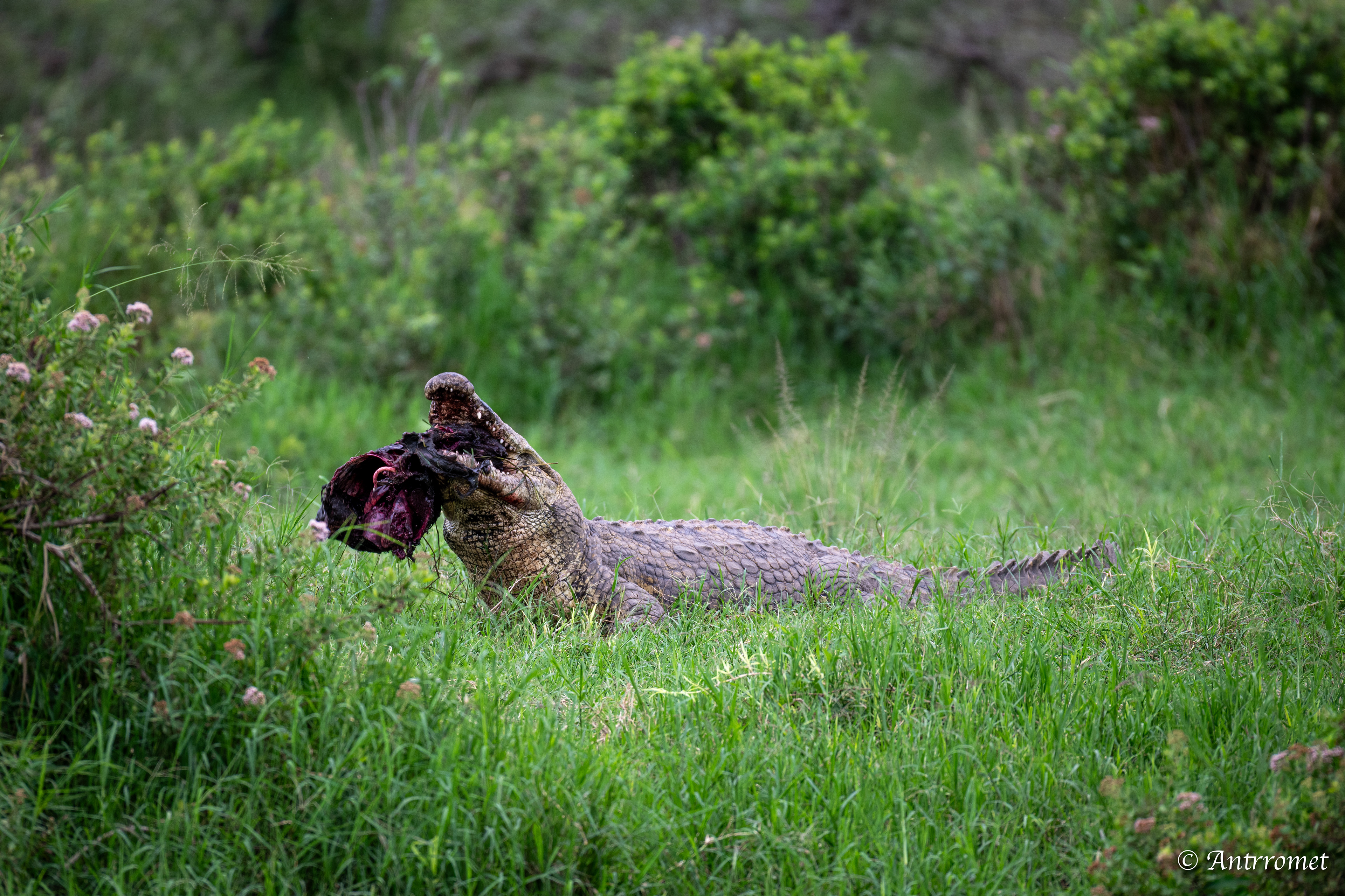 Nile Crocodile devouring a warthog