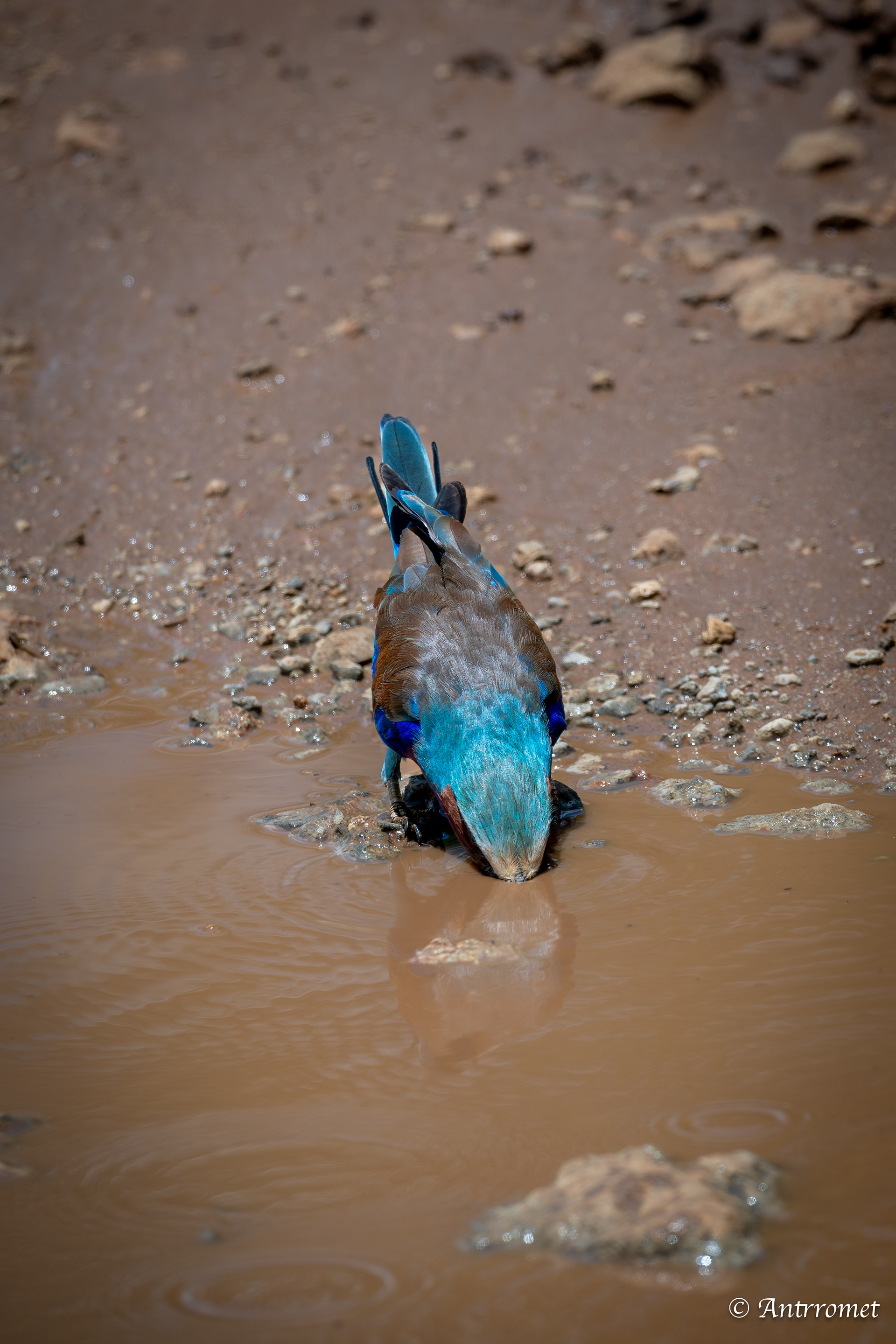 Lilac-breasted Roller