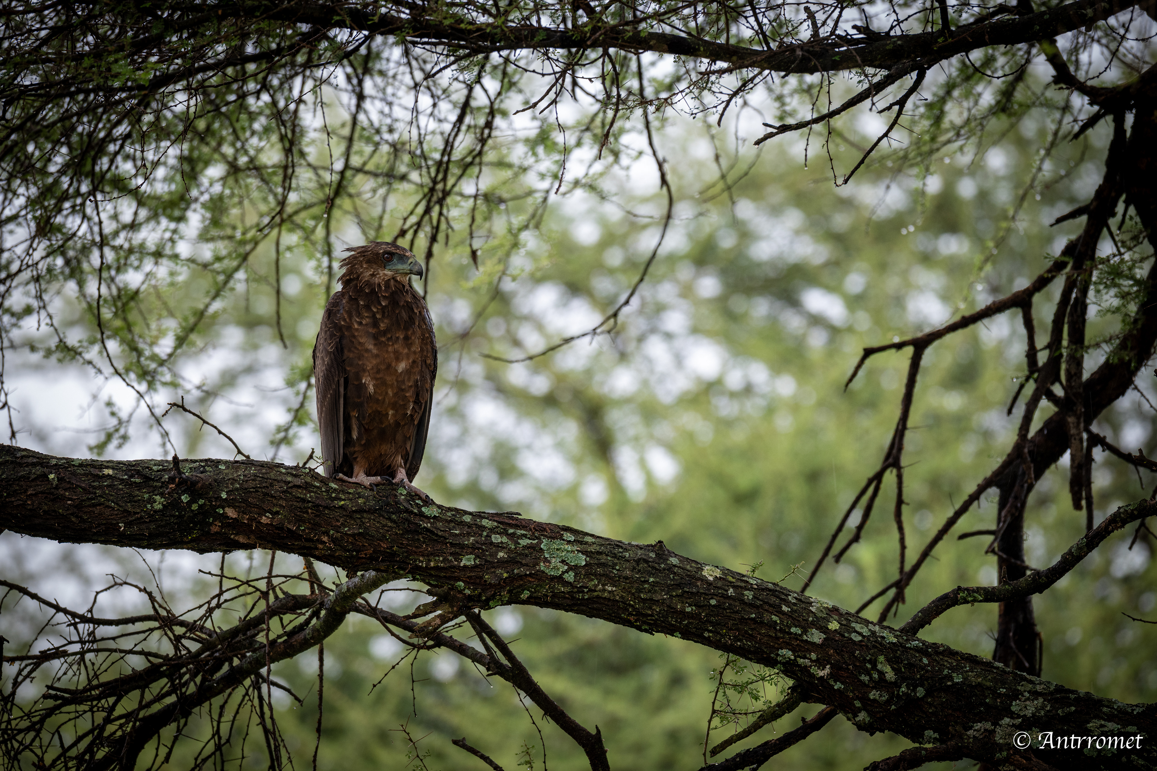 Tawny Eagle