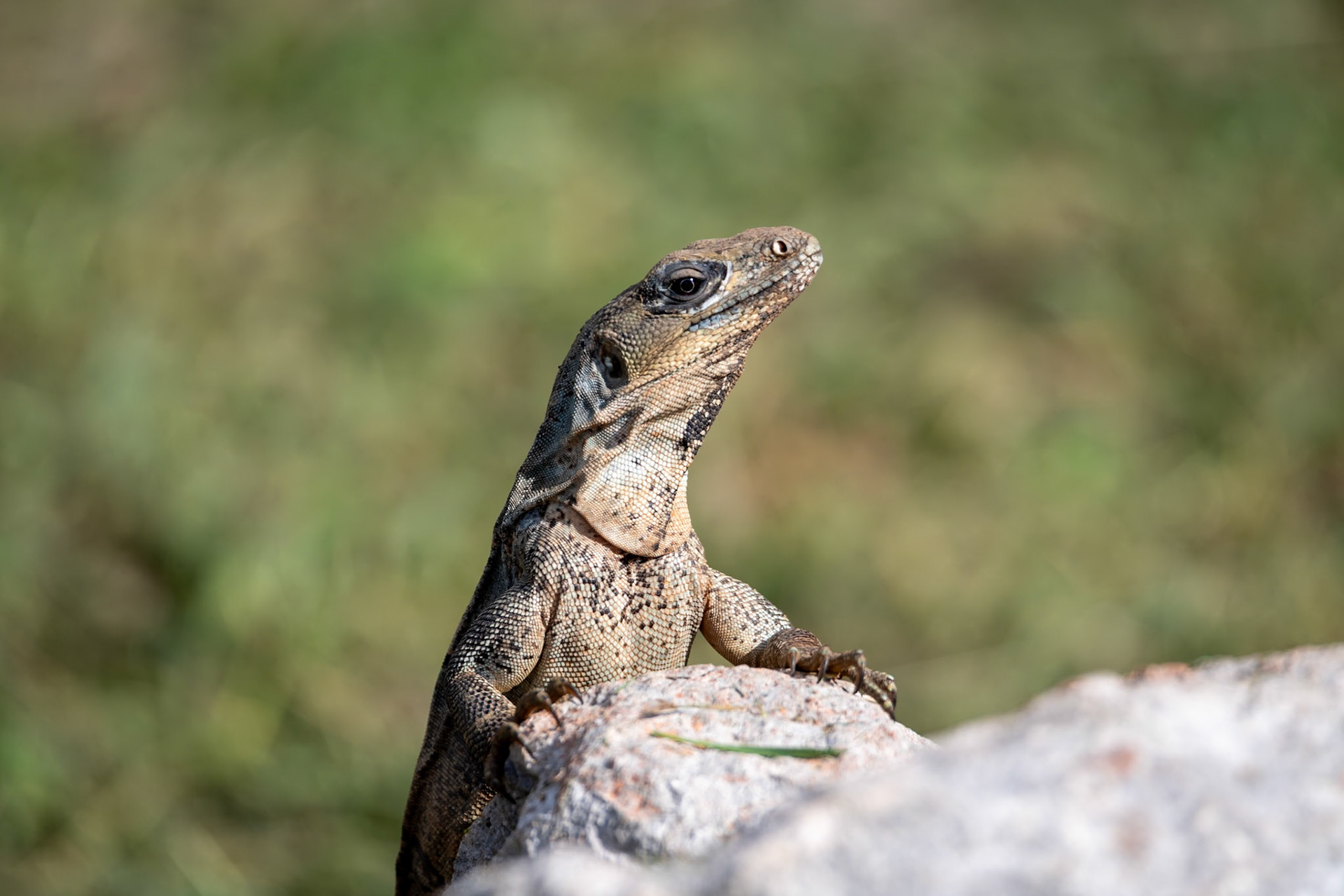Iguana at Uxmal