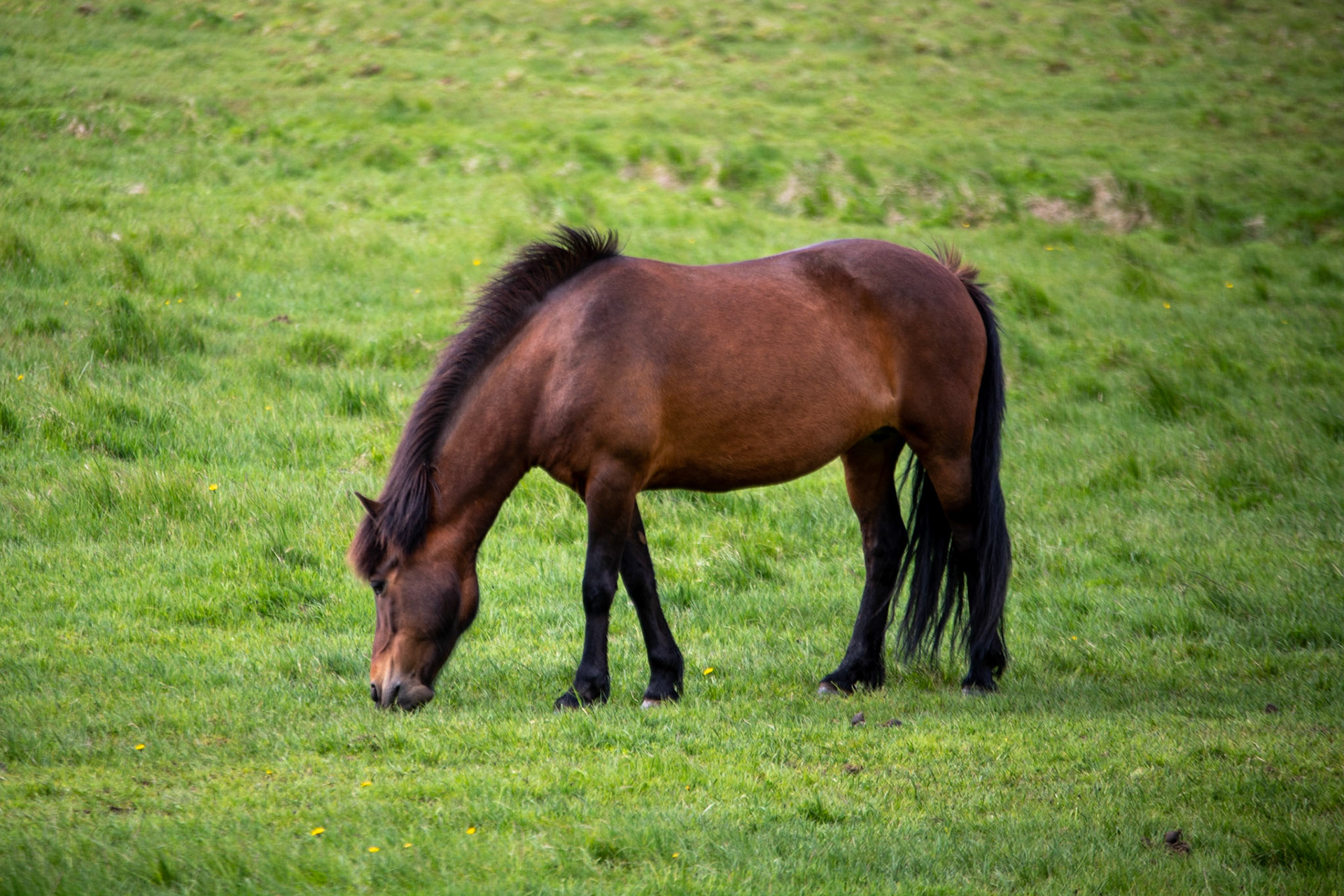 Icelandic horse