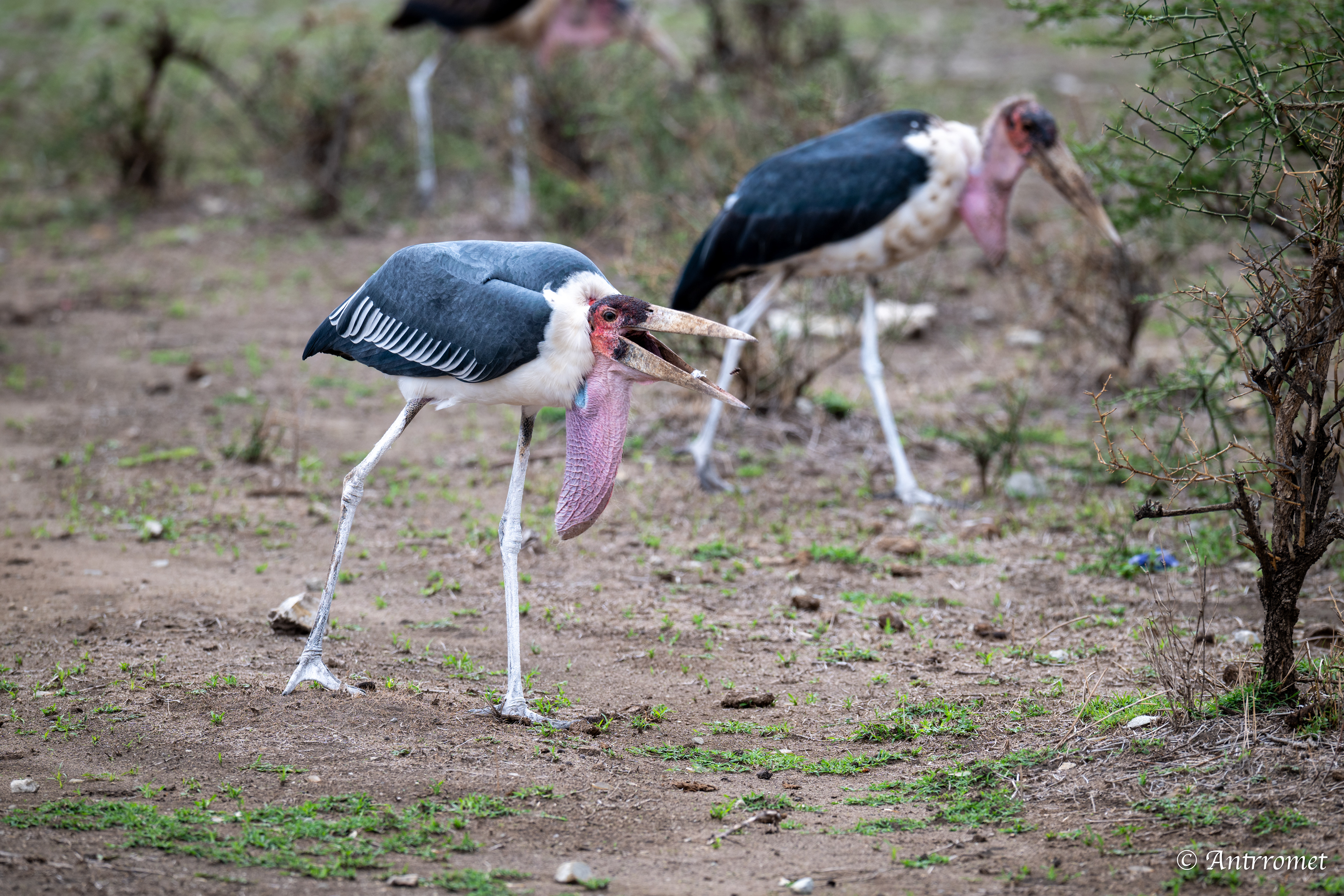 Marabou Storks