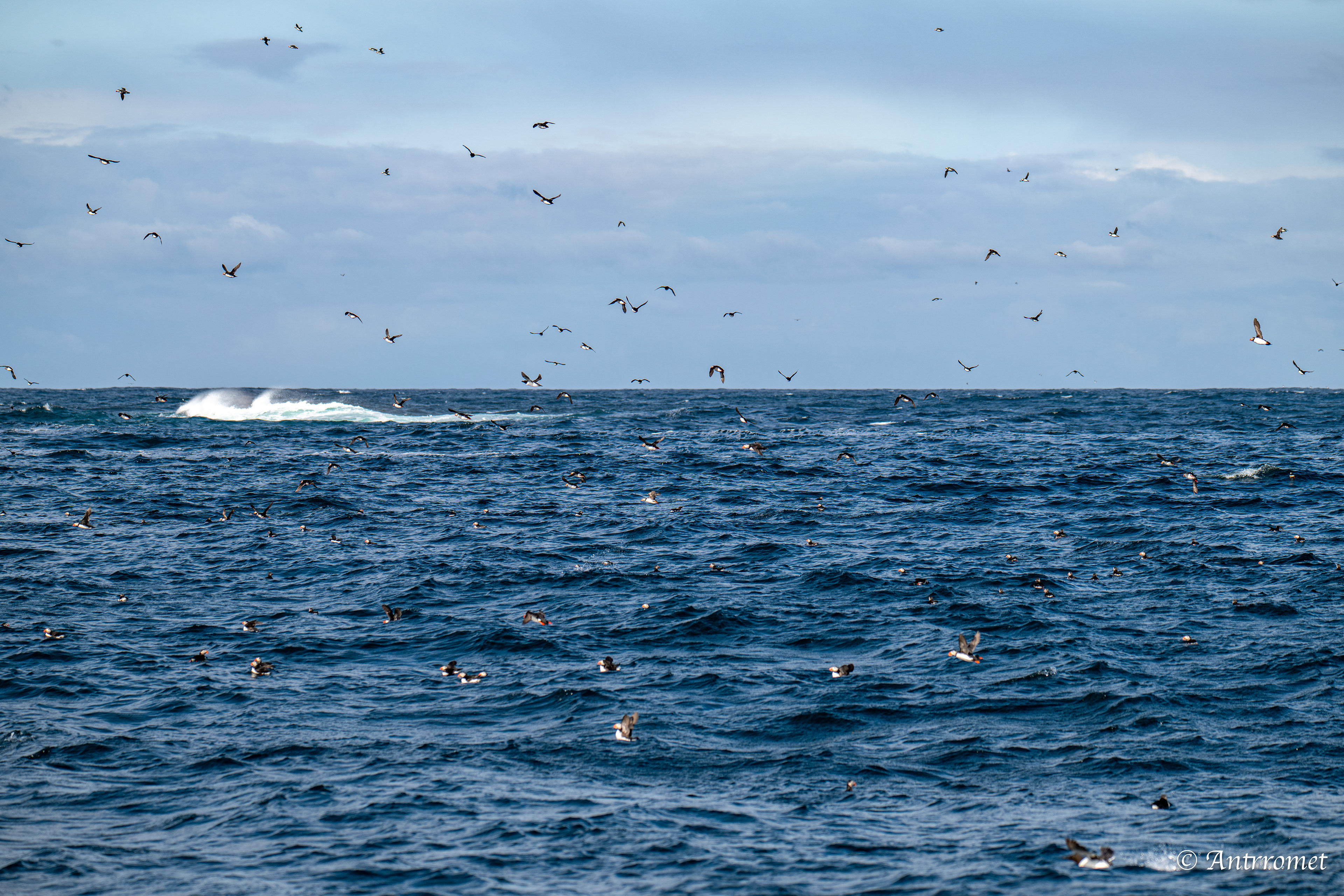 Puffins at Puffin Safari AS, Bleik, Vesteralen