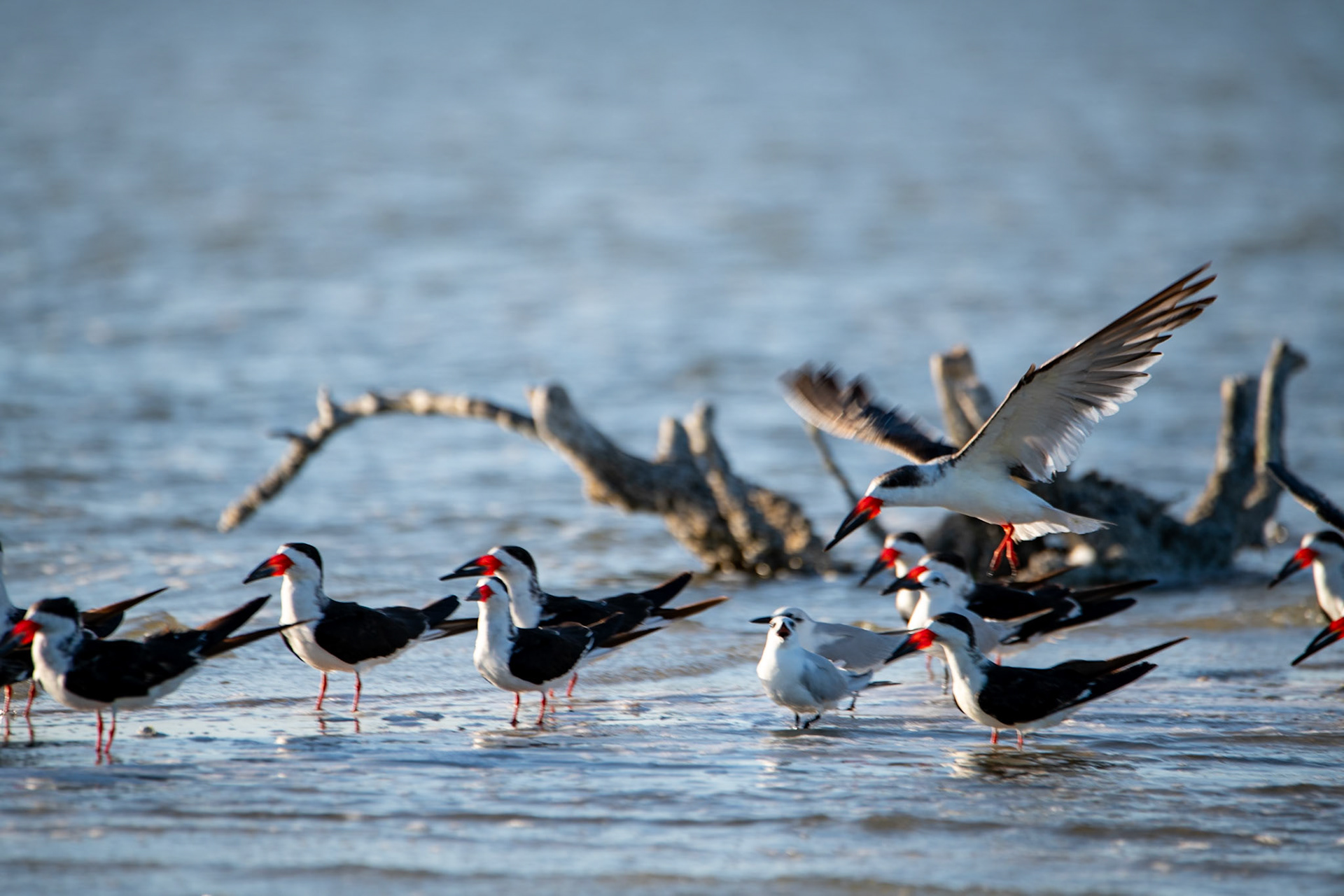 Black Skimmers at Rio Lagartos Lagoon