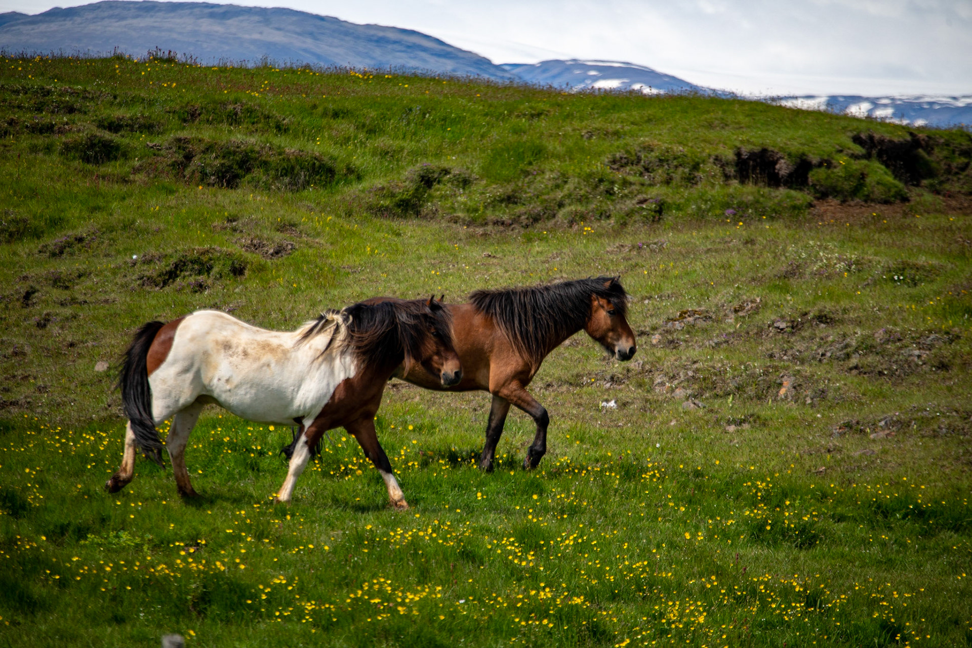 Icelandic horses