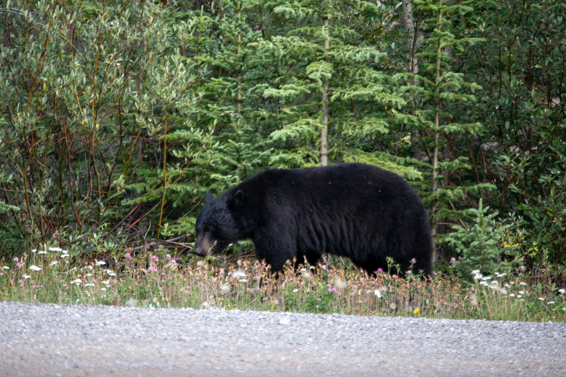 Black bear somewhere in Icefields Parkway