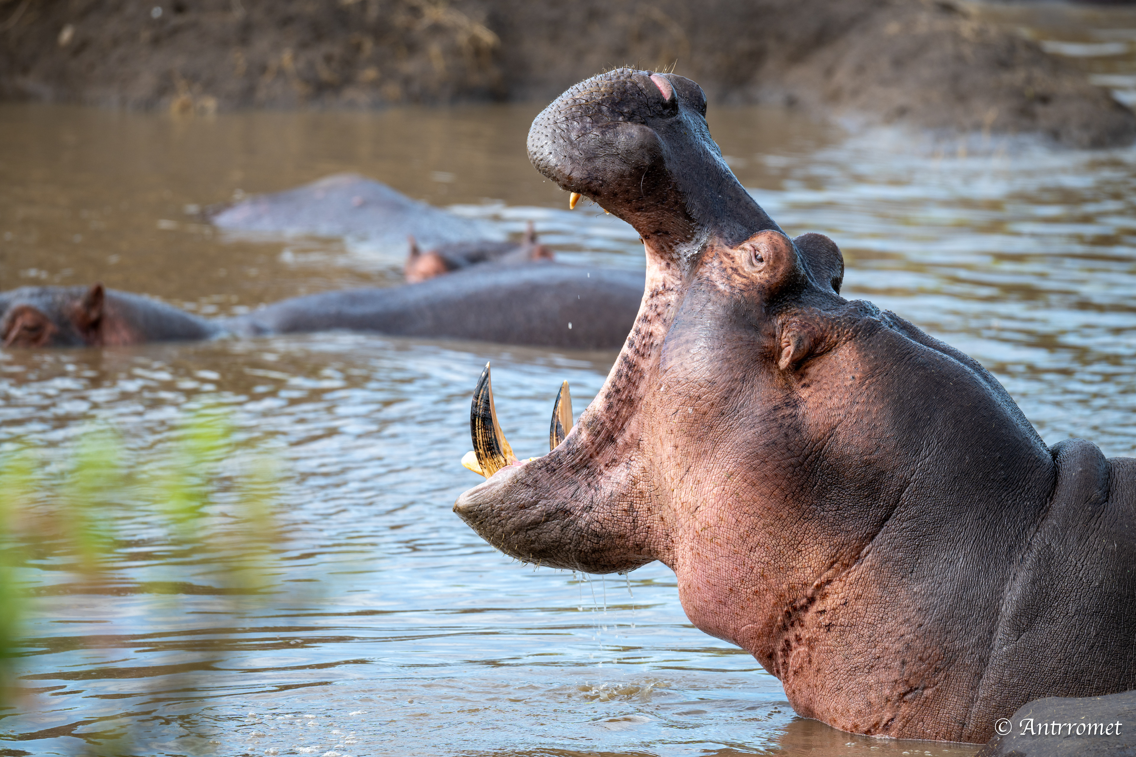 Hippopotamuses