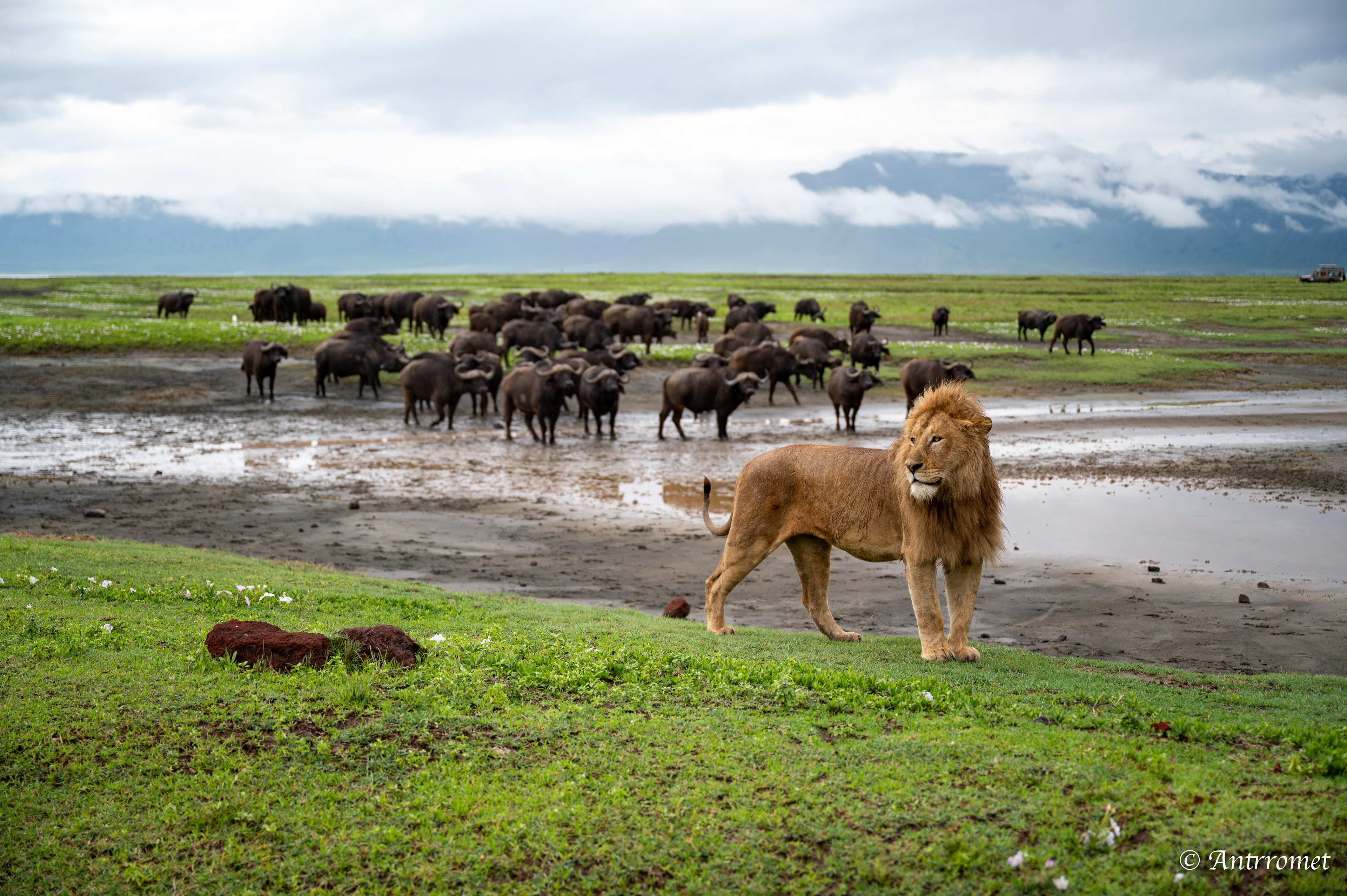 Stand-down between lions and buffaloes