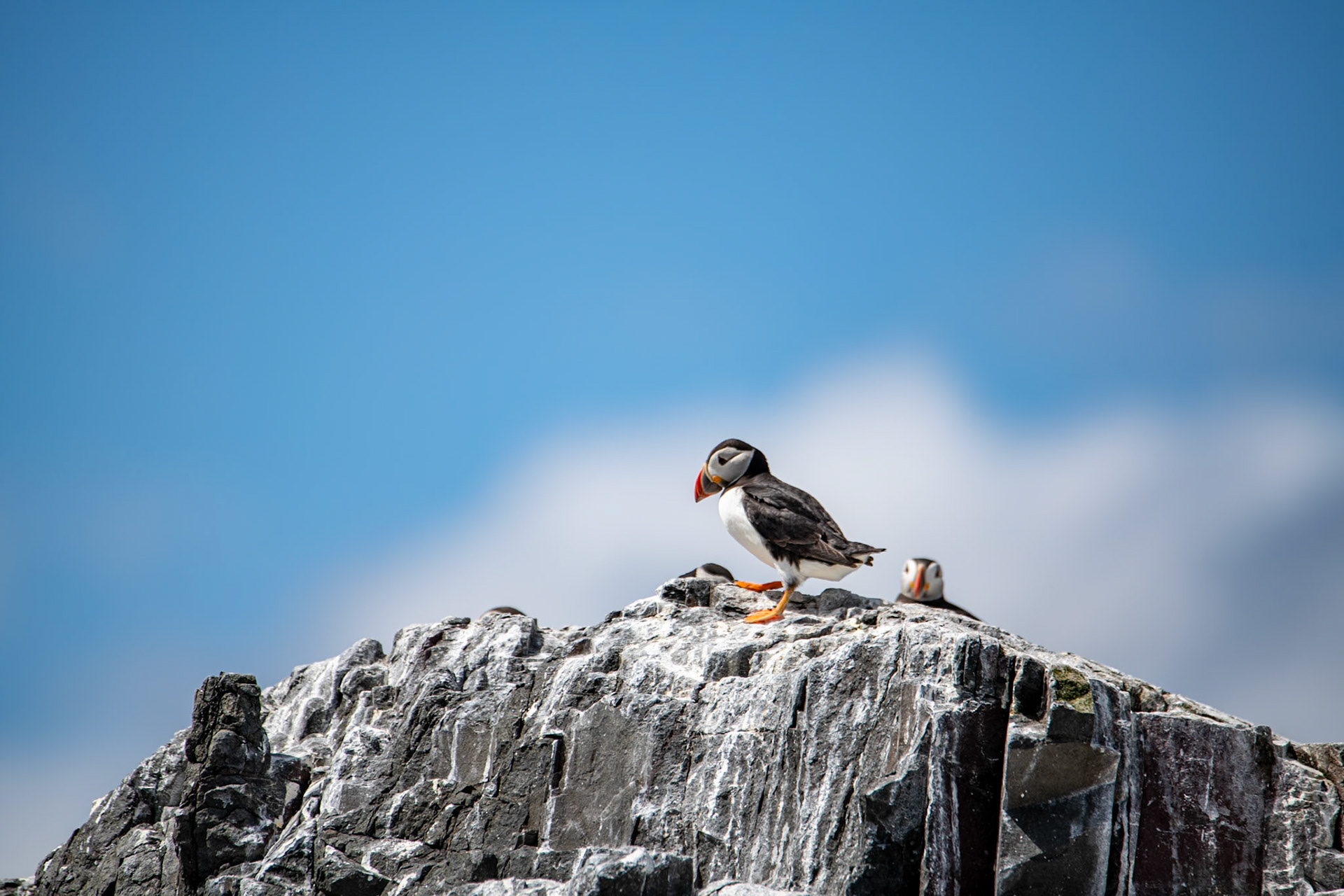 Puffins, Farne Islands