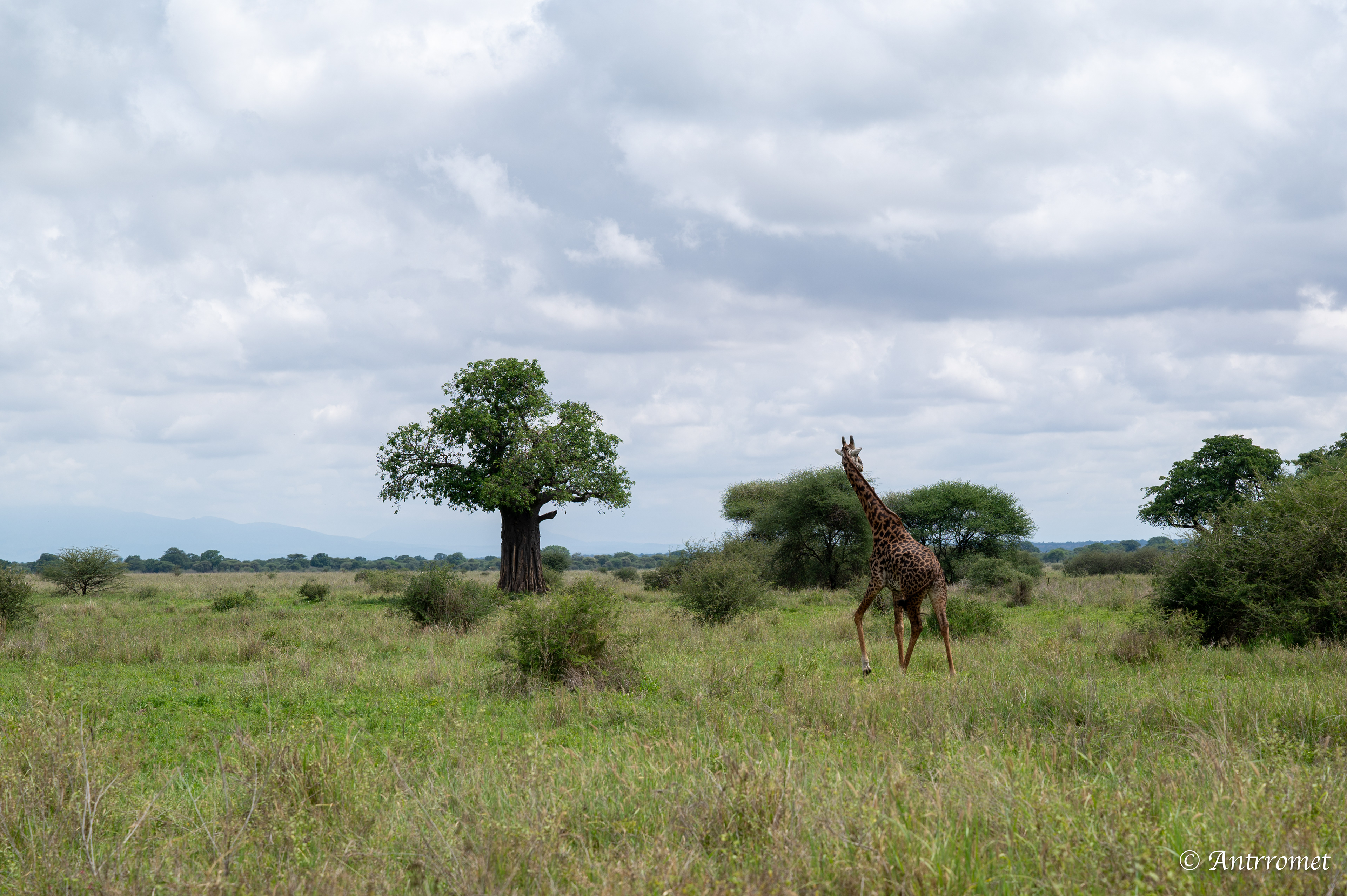 Masai Giraffe and Baobab