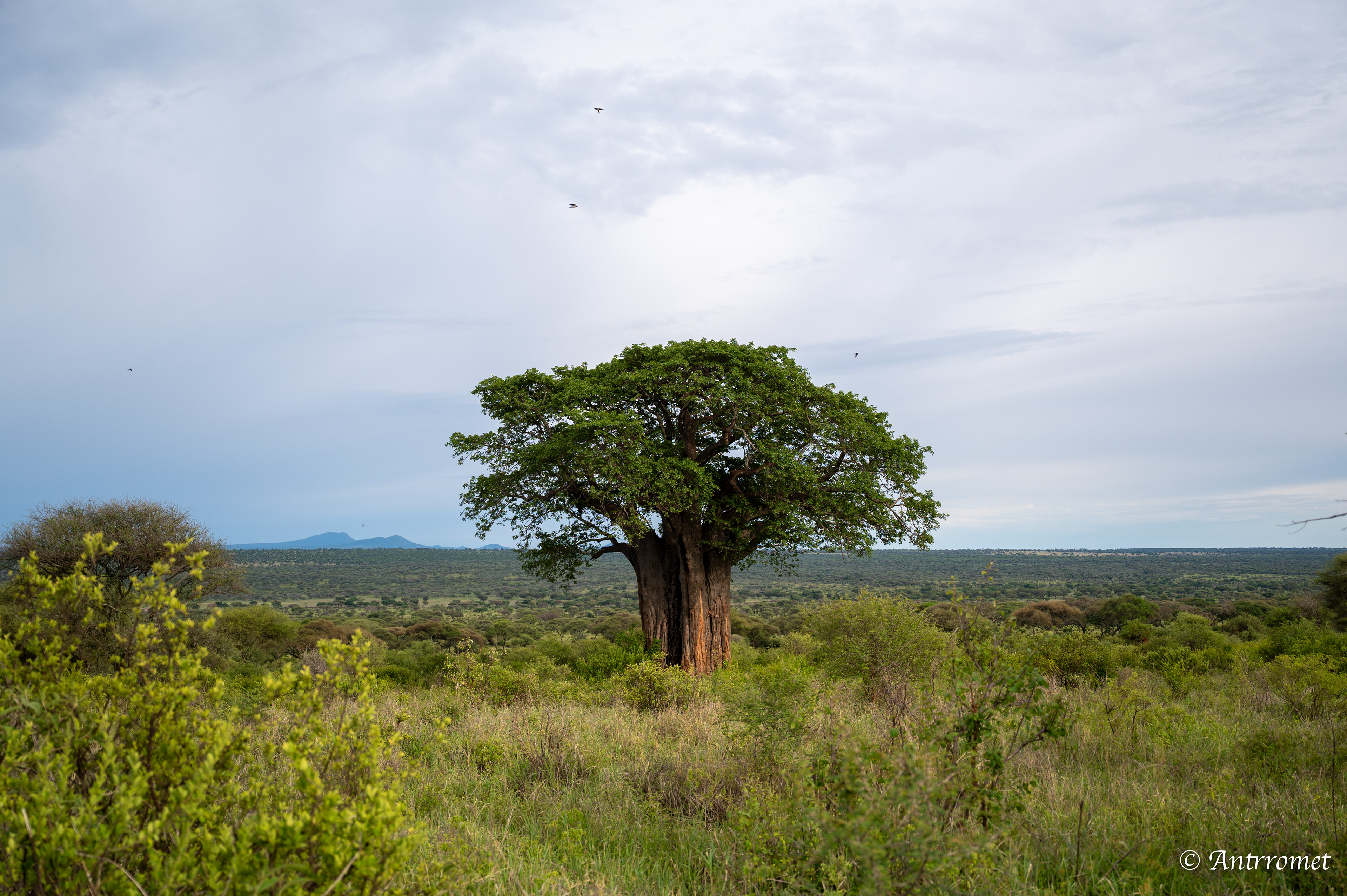 Baobab tree
