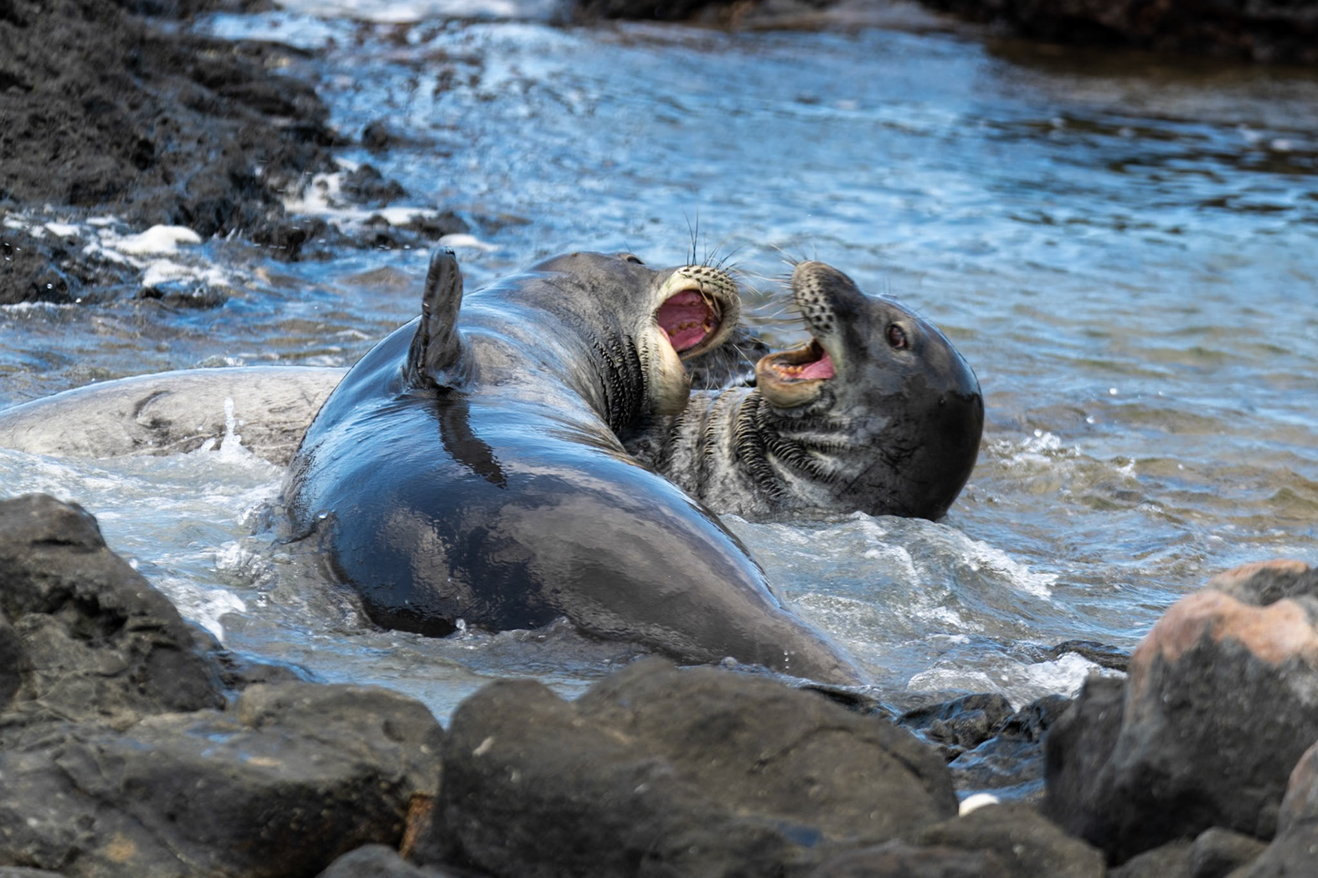 Hawaiian monk seals at Ka'ena Point State Park