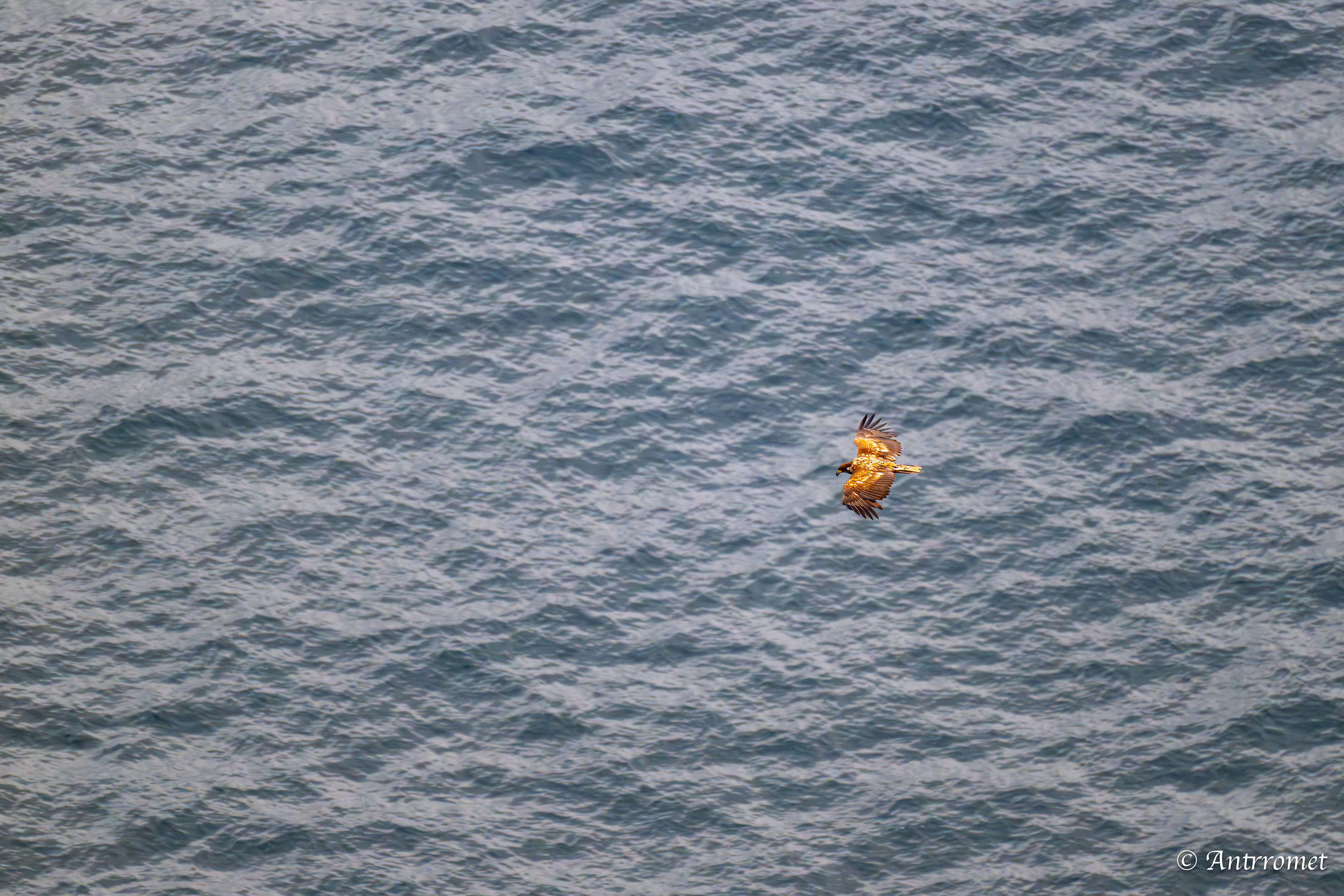 Golden eagle at Puffin viewing point, Runde