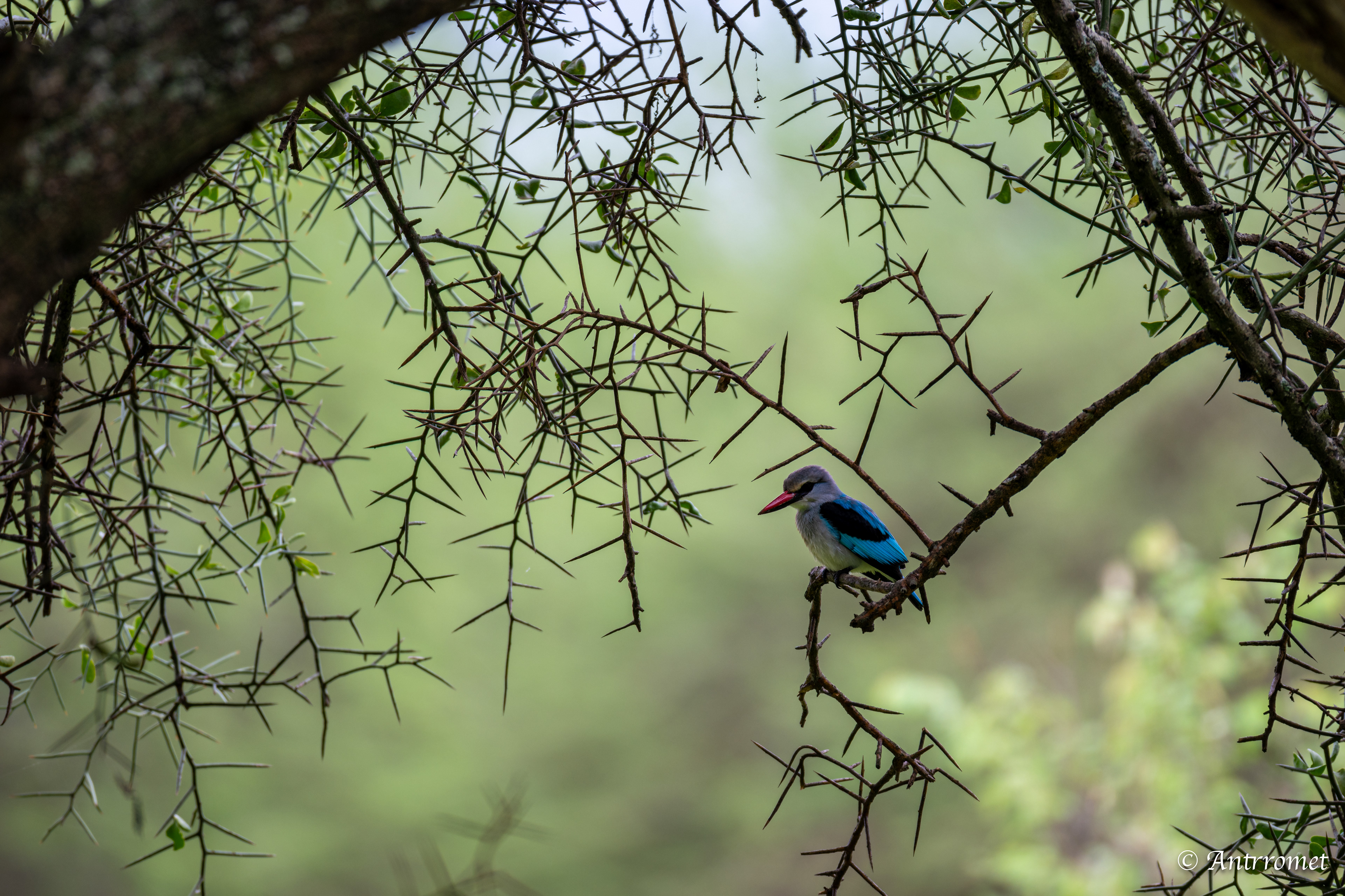 Woodland Kingfisher