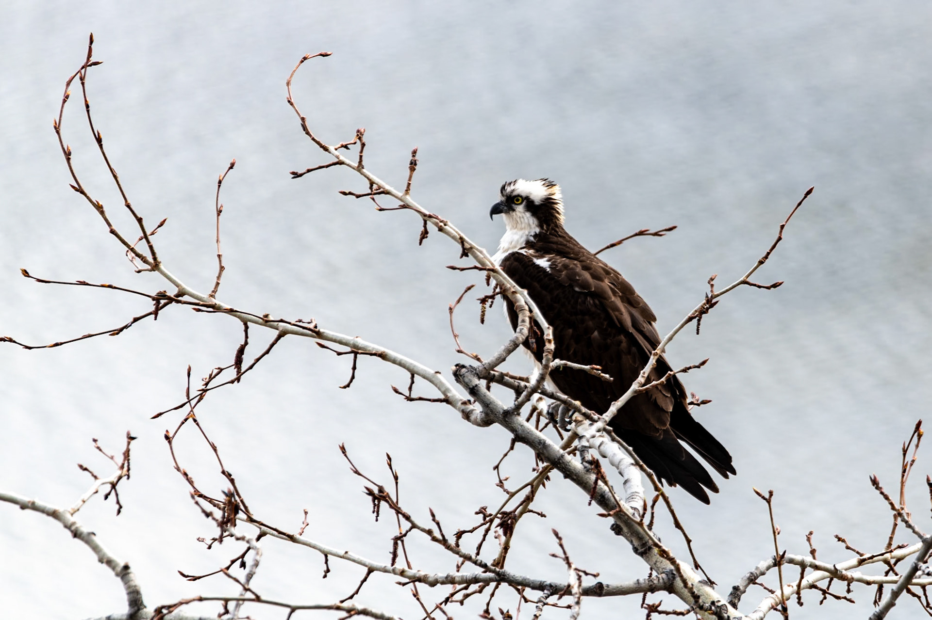 Osprey at Medicine Lake Lookout