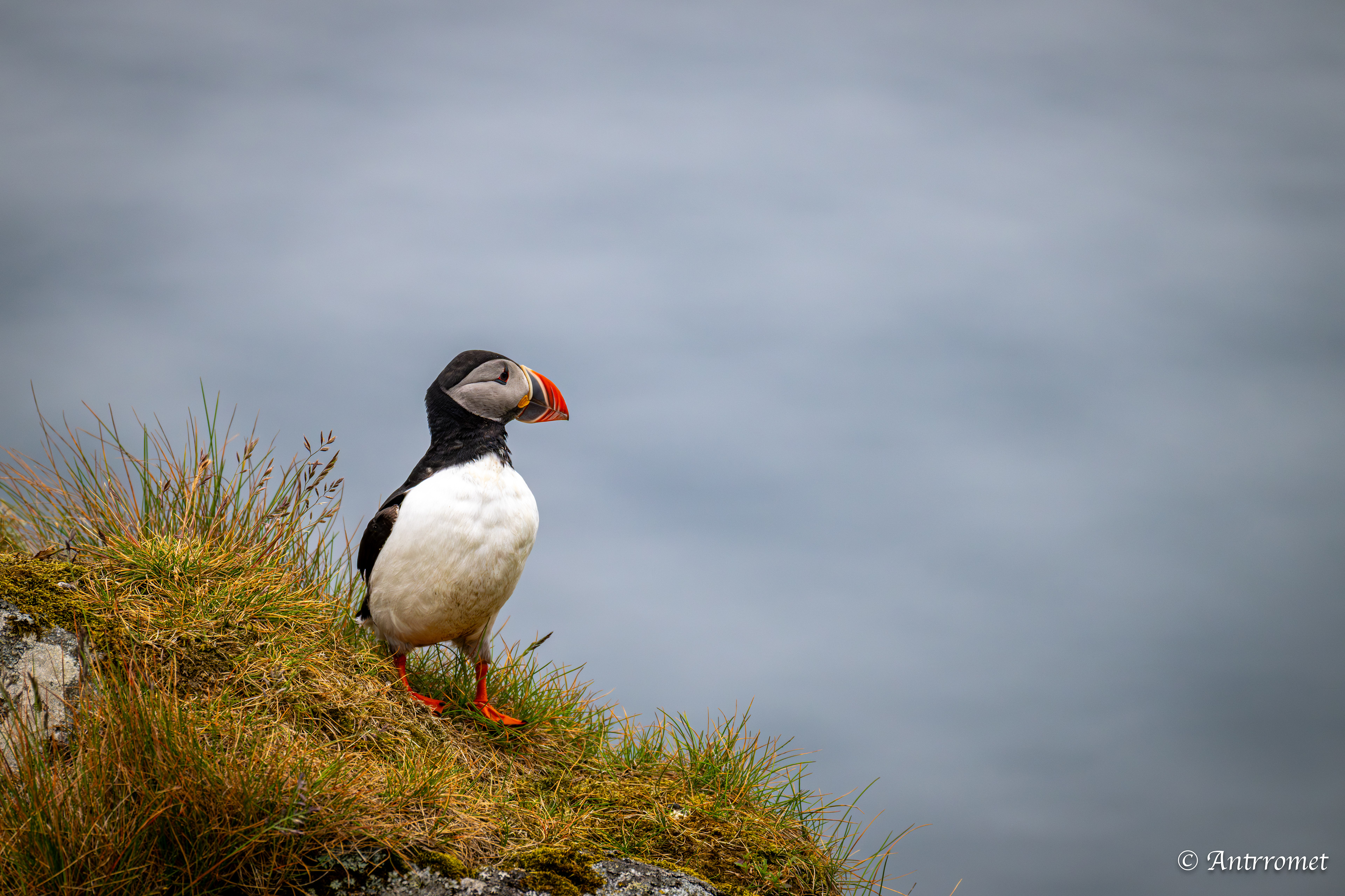 Puffins at Puffin viewing point, Runde
