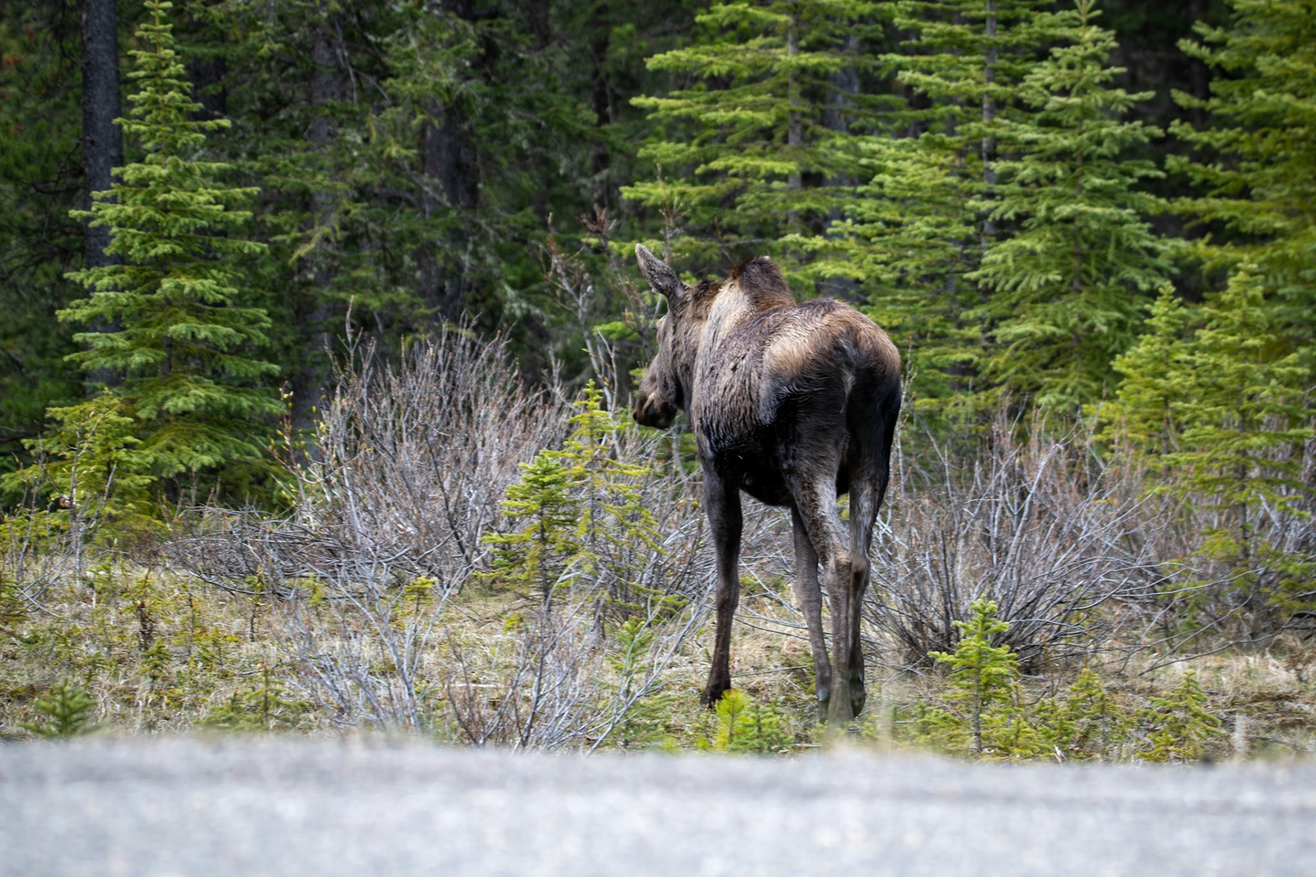 Moose on Maligne Lake Road