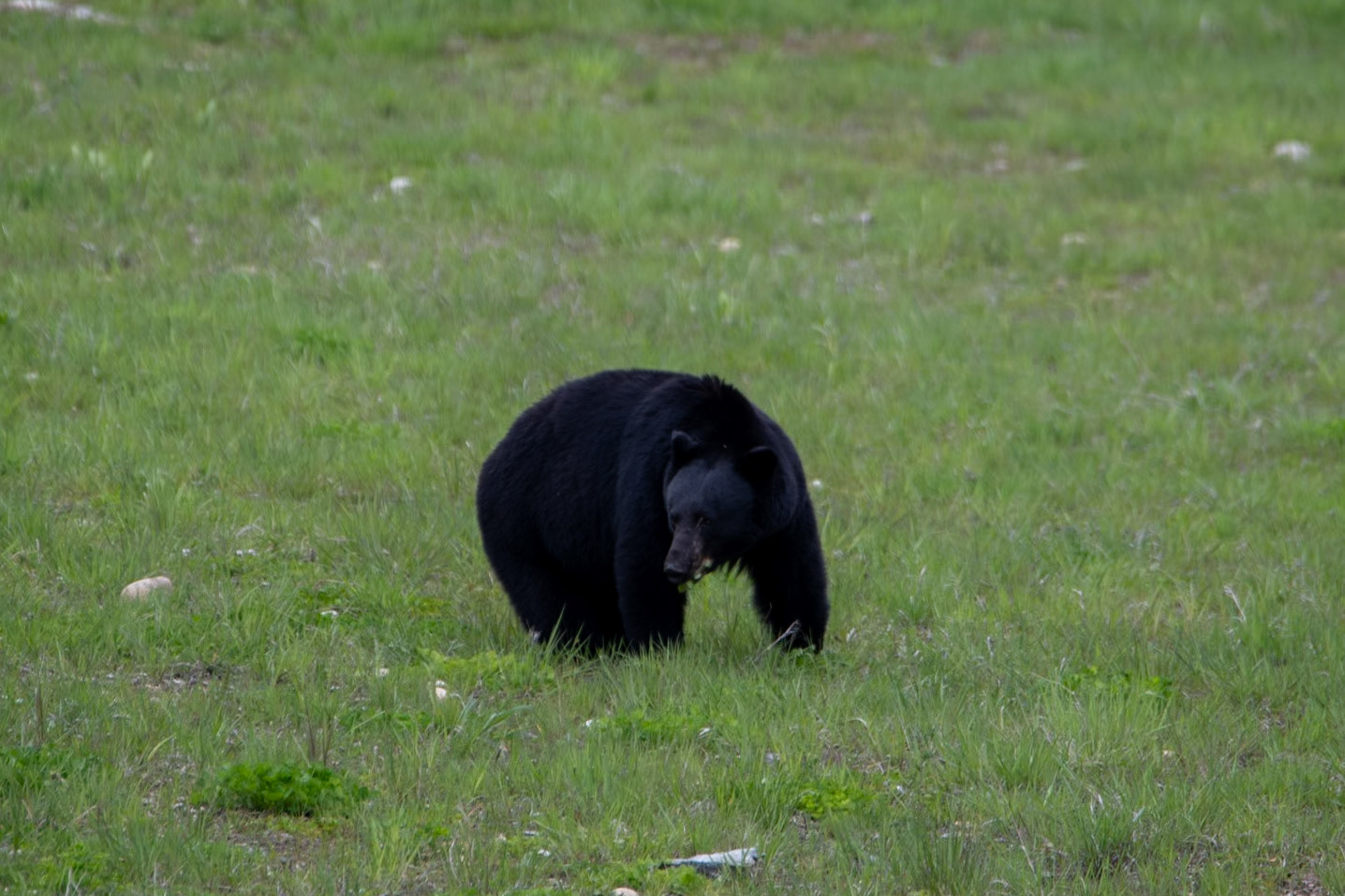 Black bears near Yellowhead Highway
