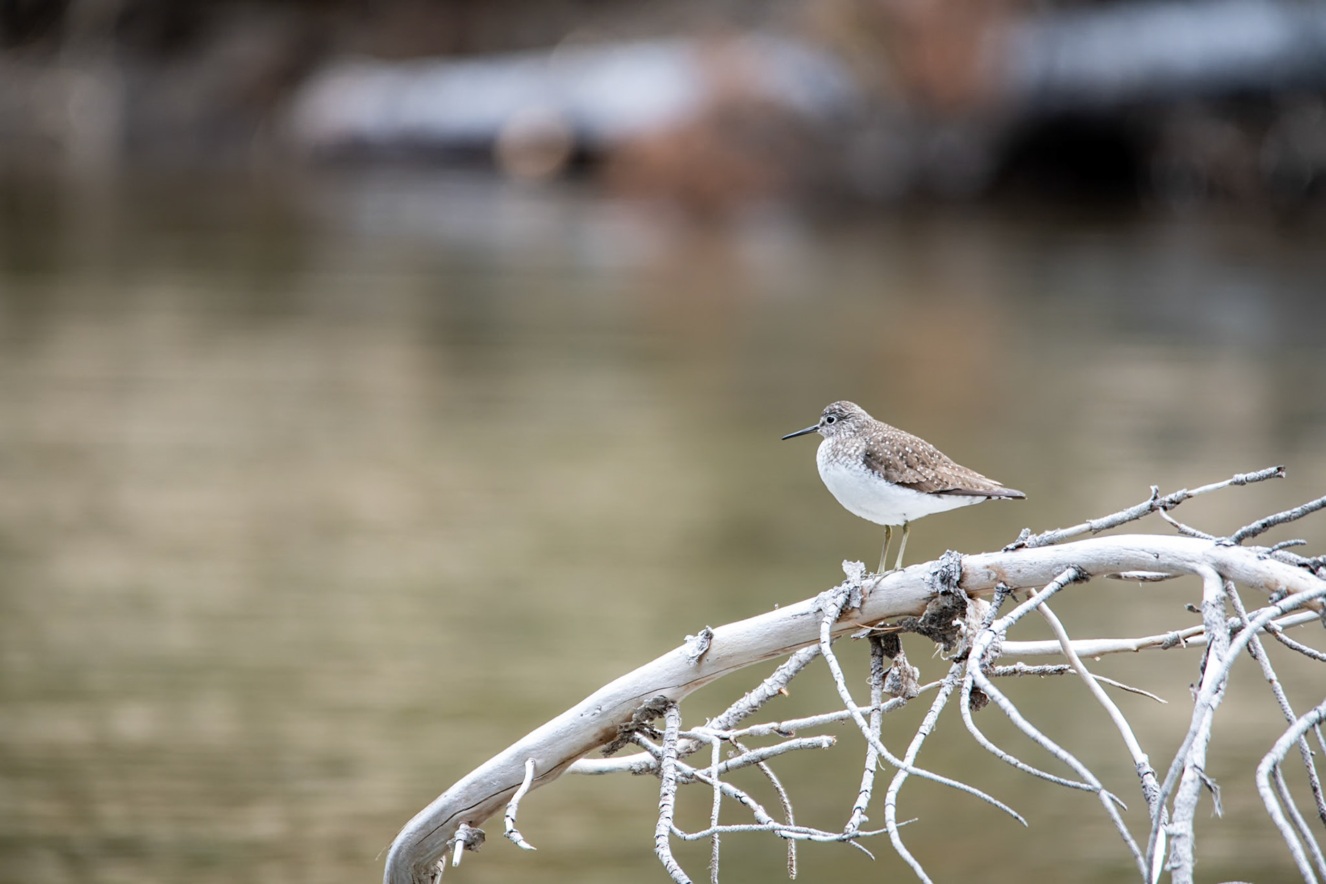 Common sandpiper near Moose lake
