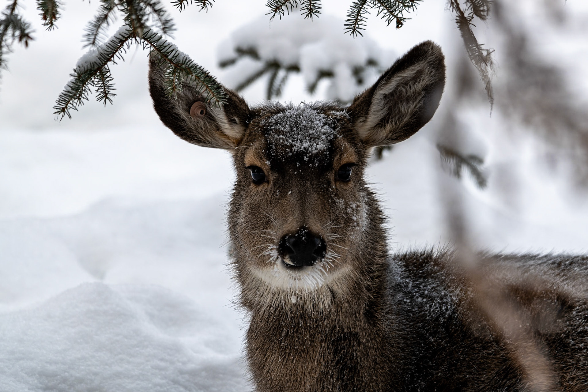 Mule deer at Yukon Wildlife Preserve