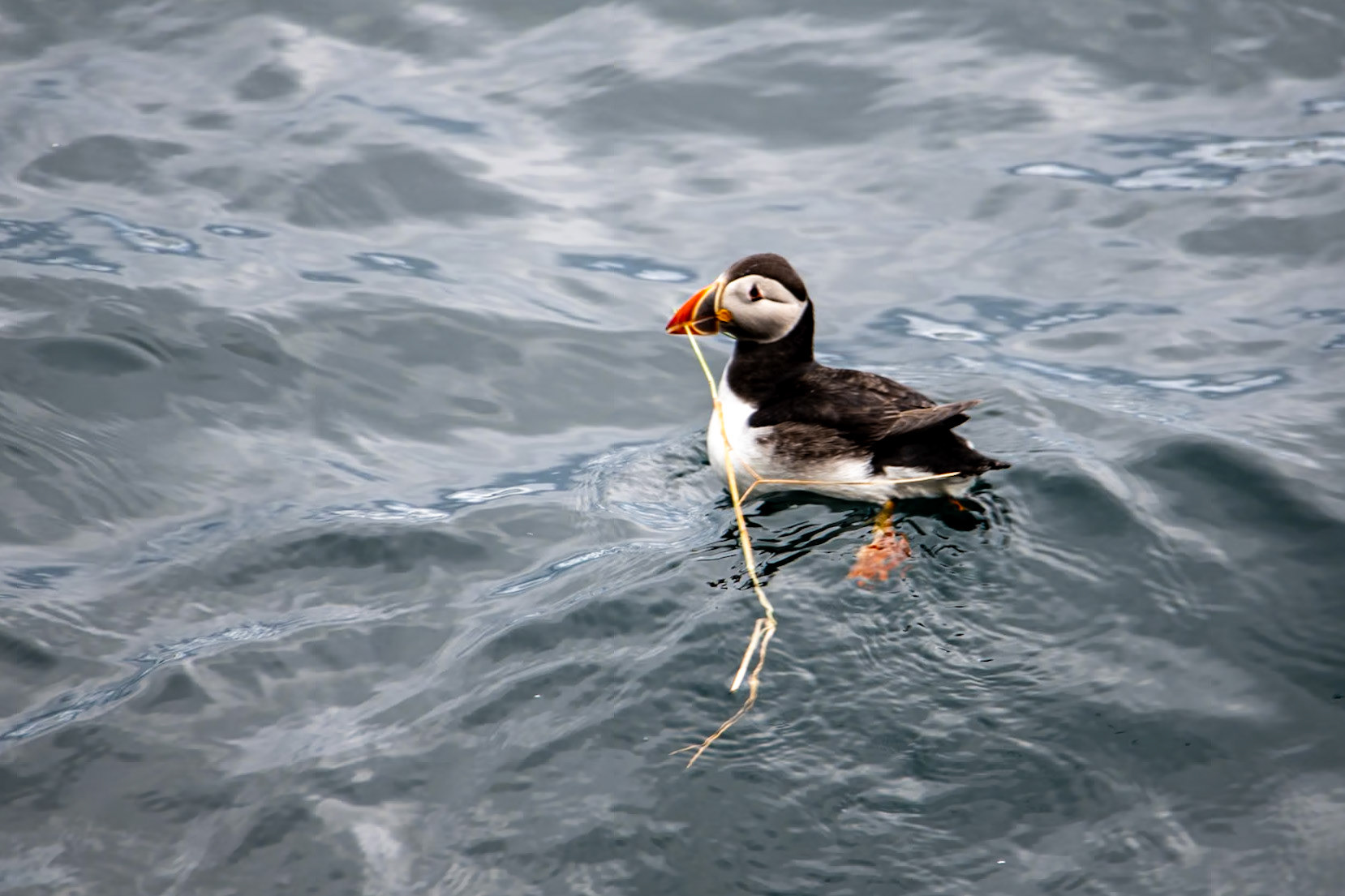 Puffin, The Gobbins