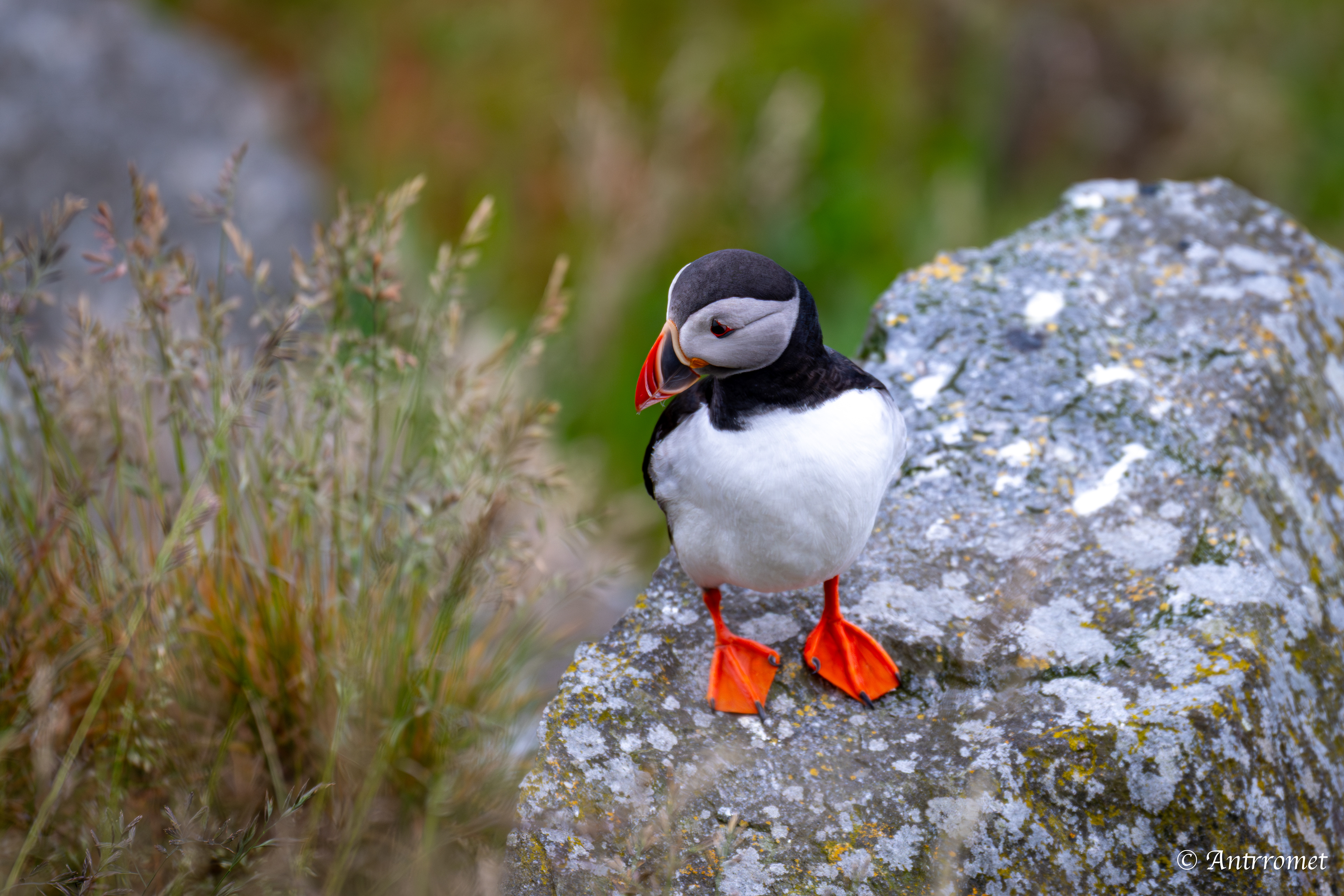Puffins at Puffin viewing point, Runde
