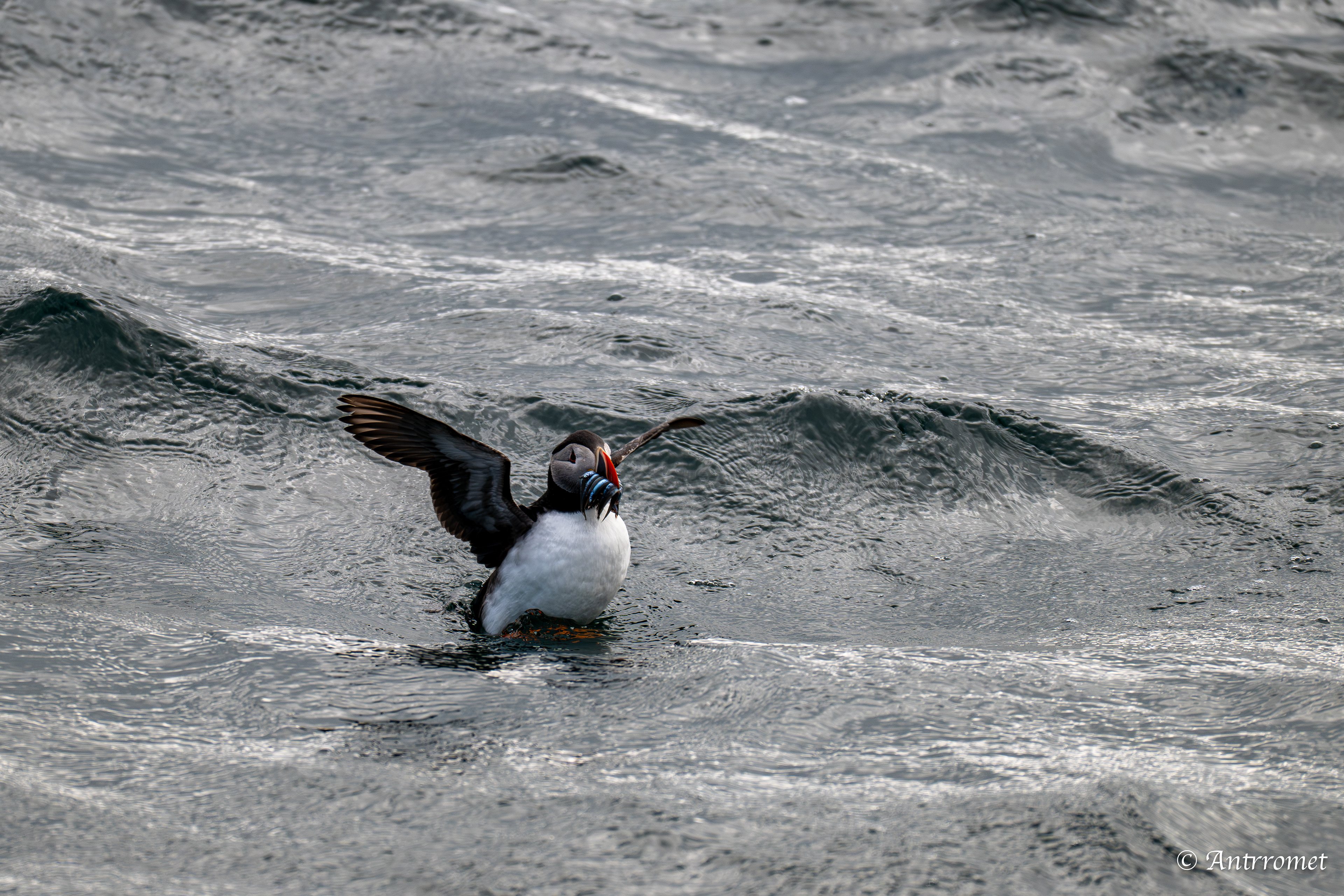 Puffins at Puffin Safari AS, Bleik, Vesteralen