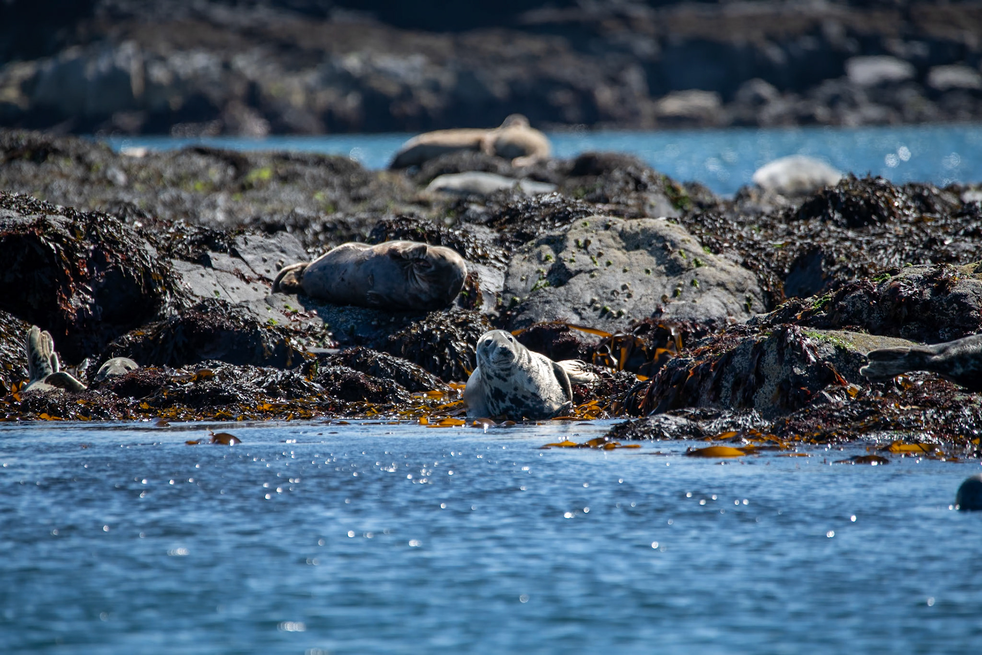 Seals, Isle of Canna