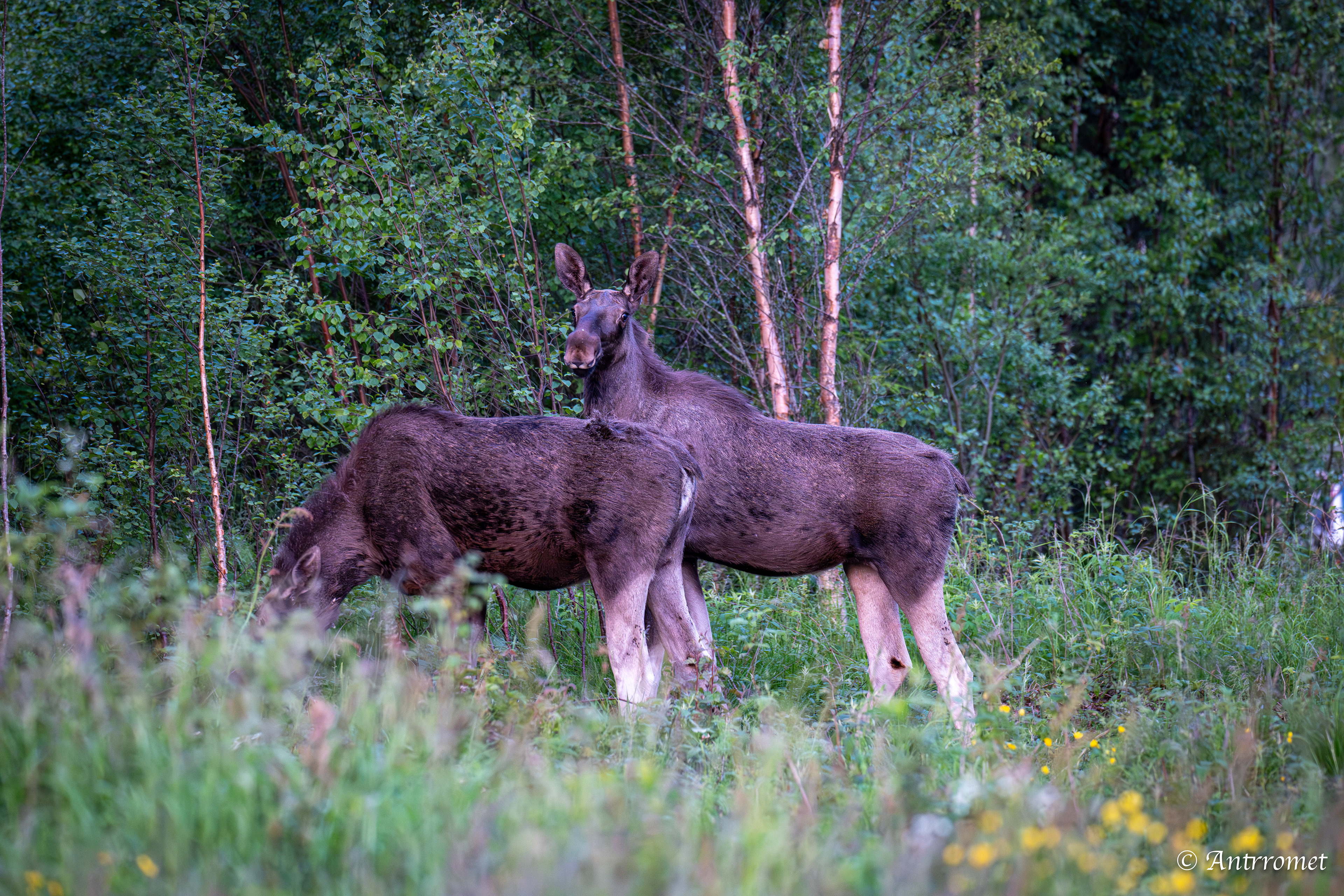 Moose somewhere in Bangsund