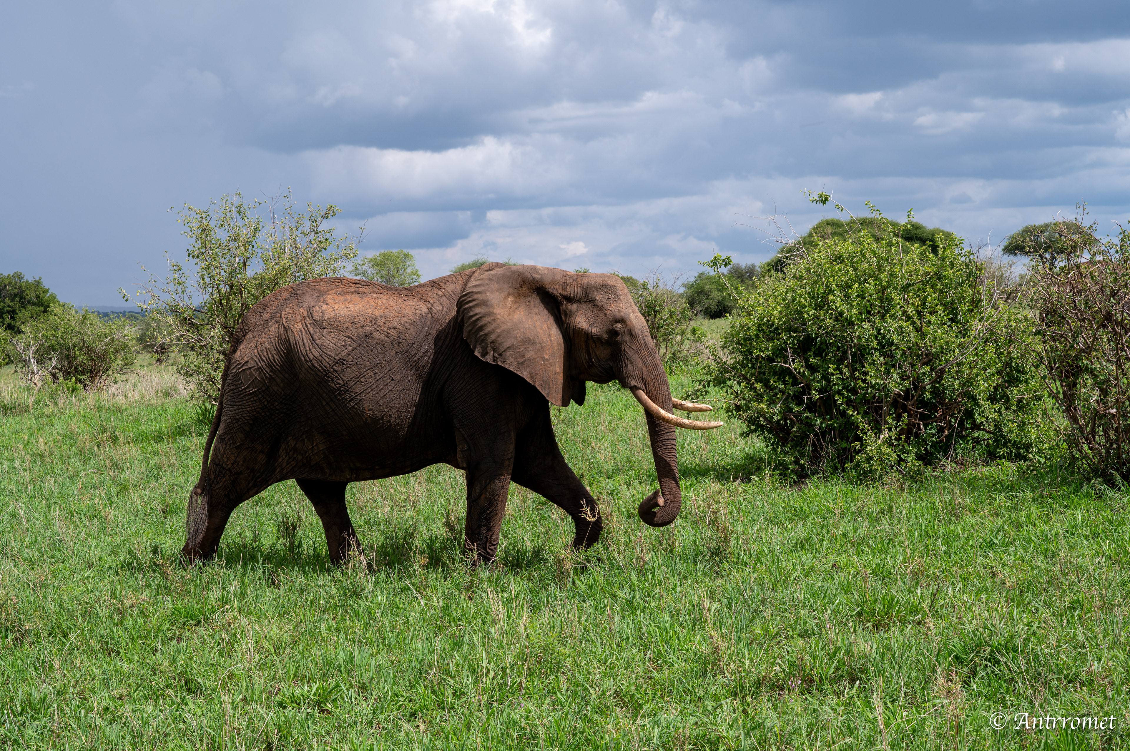 African Elephant