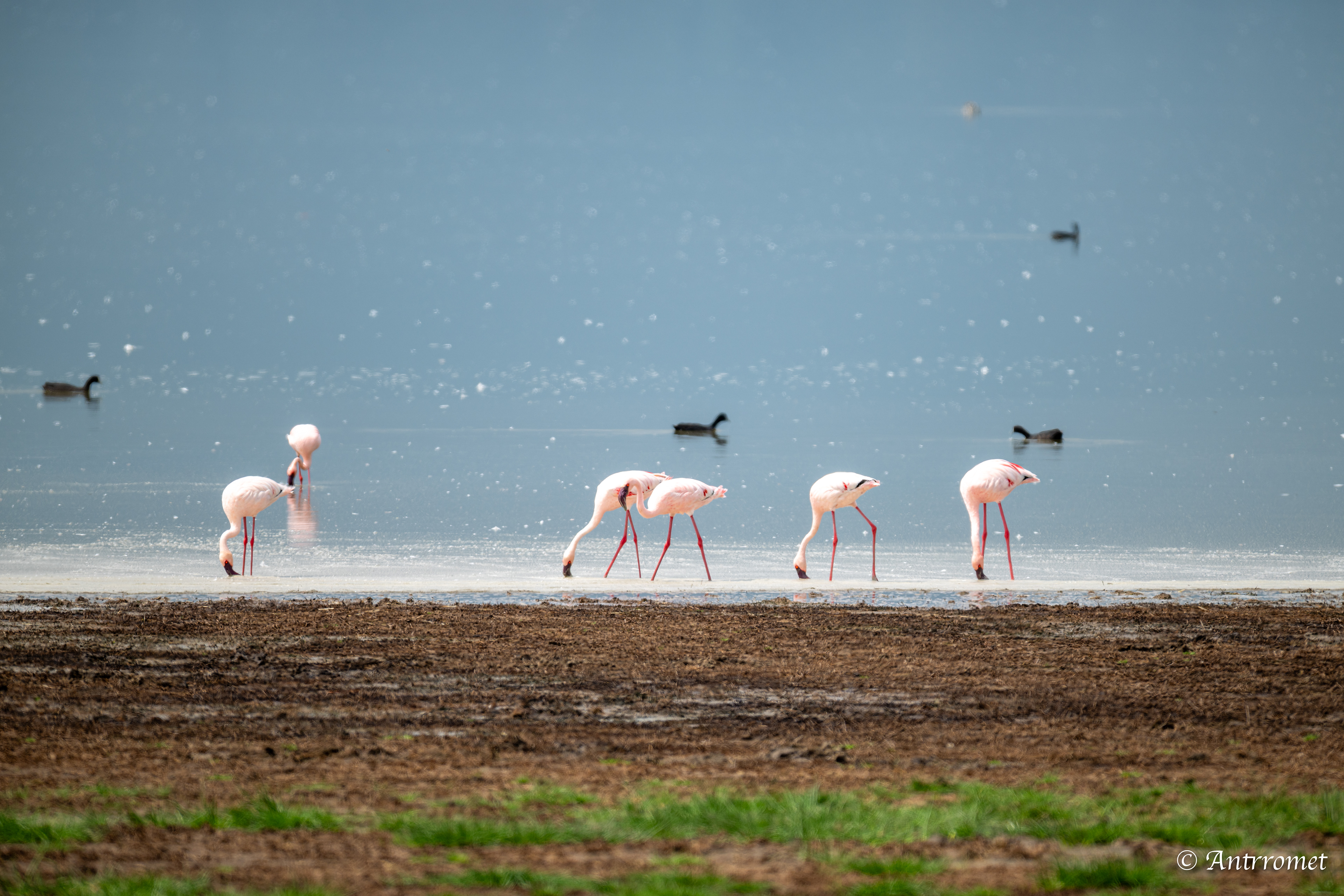 Lesser flamingos