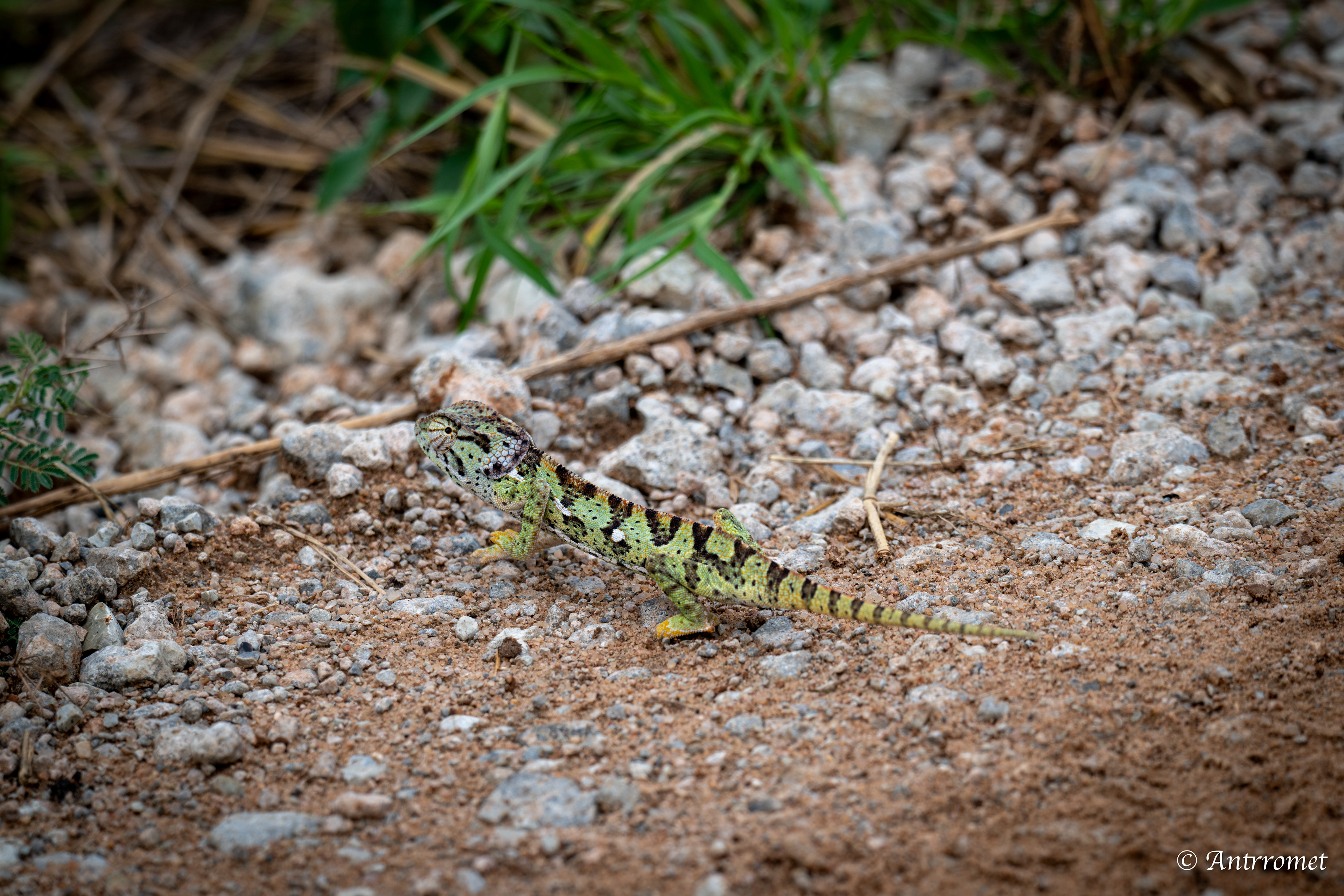 Flap-necked Chameleon