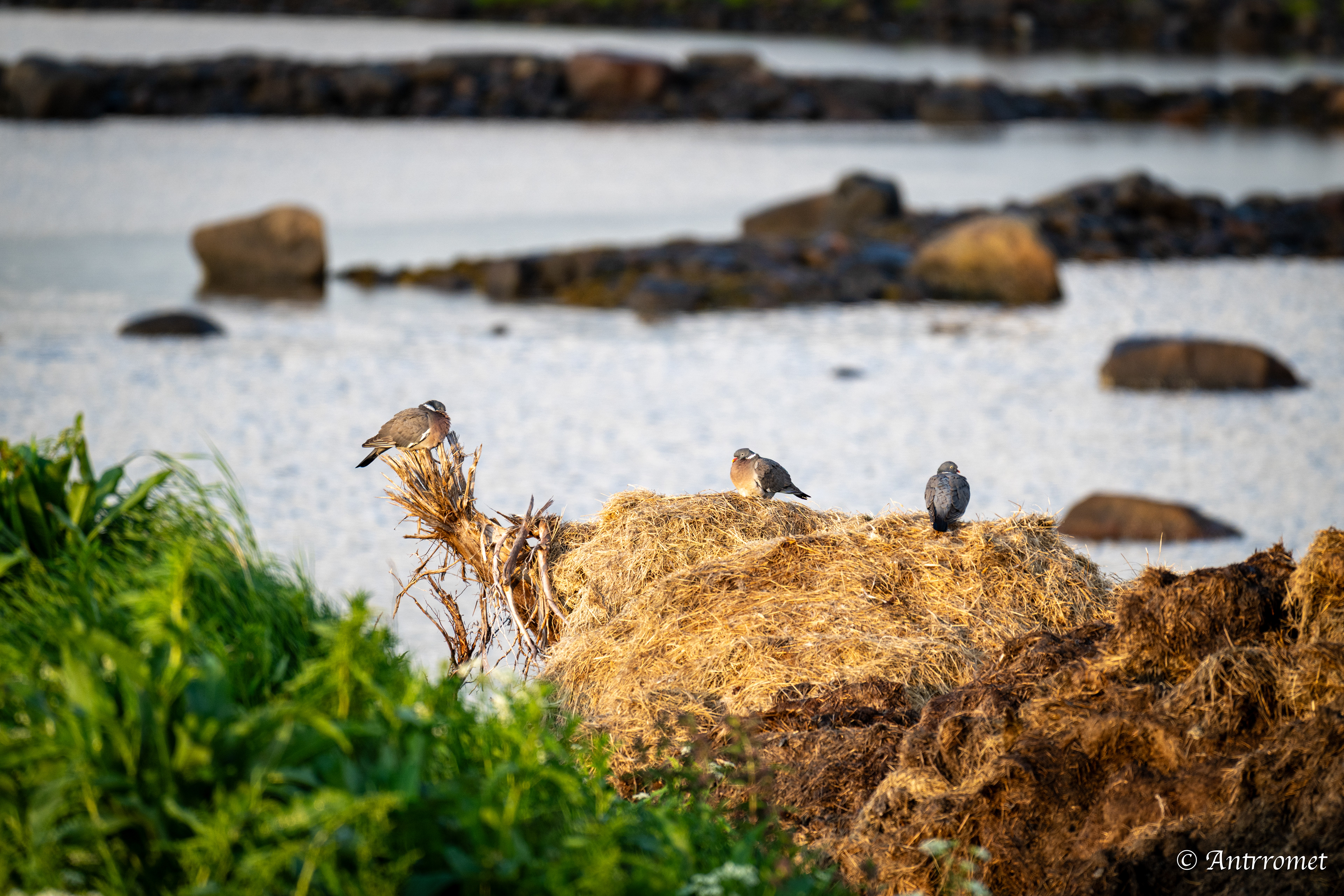 Pigeons somewhere near Åse on a tour with Arctic North Adventures