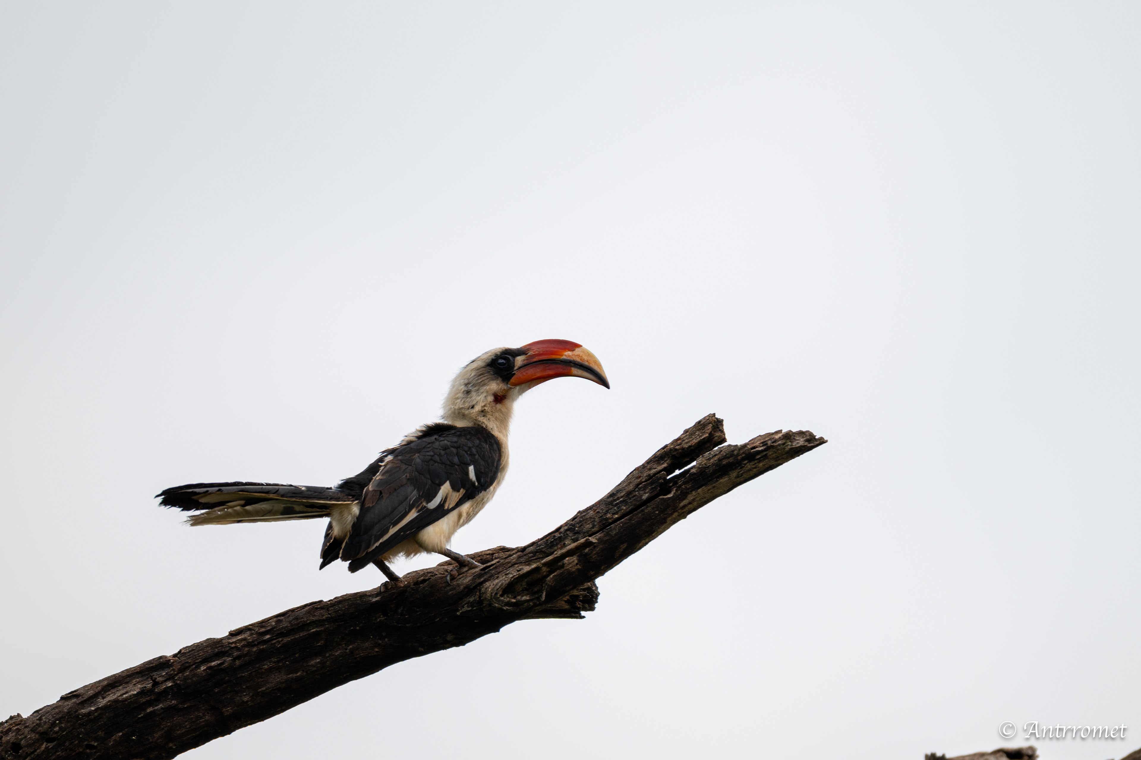 Von der Decken's Hornbill