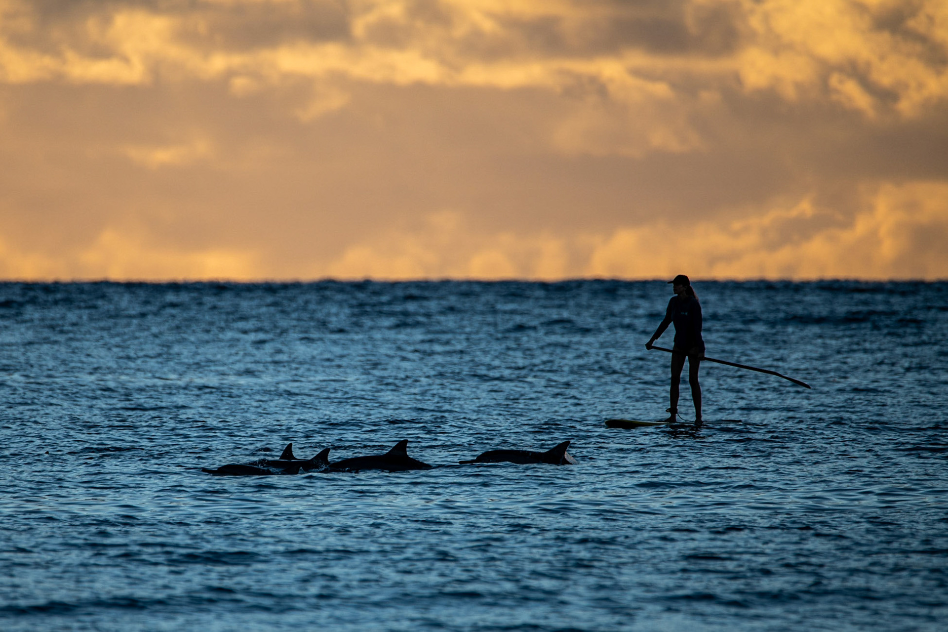 Paddleboarder and dolphins at Poipu Beach