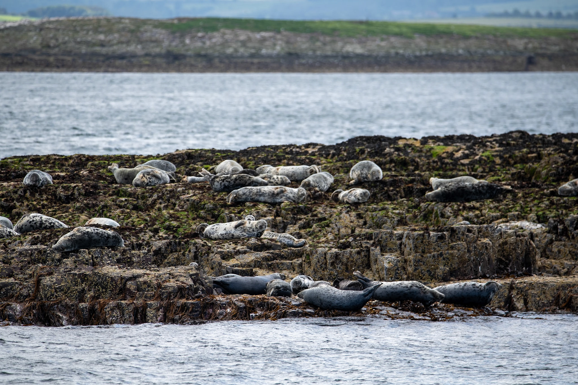 Atlantic grey seals, Farne Islands