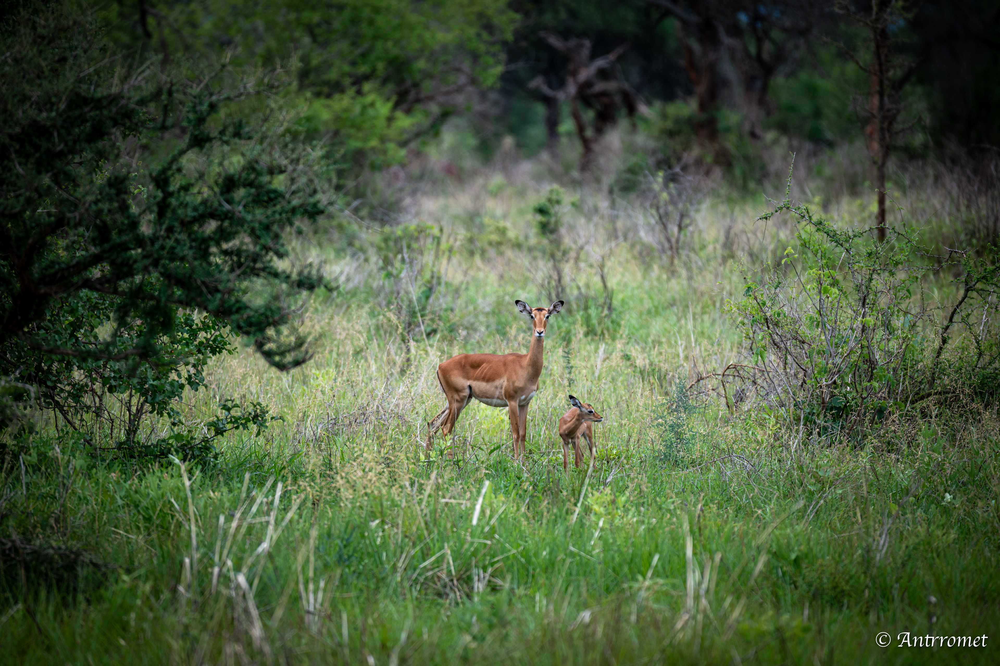Impala with baby