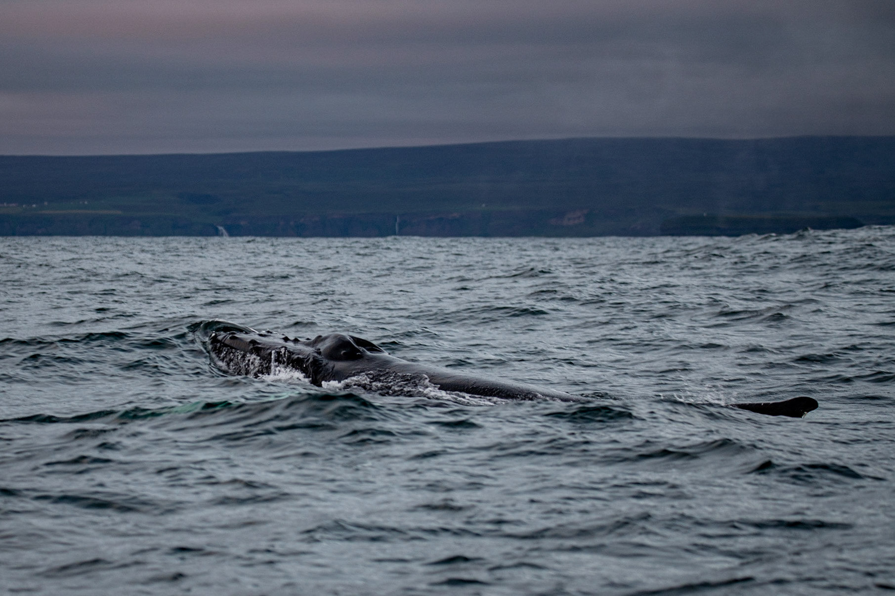 Humpback whale