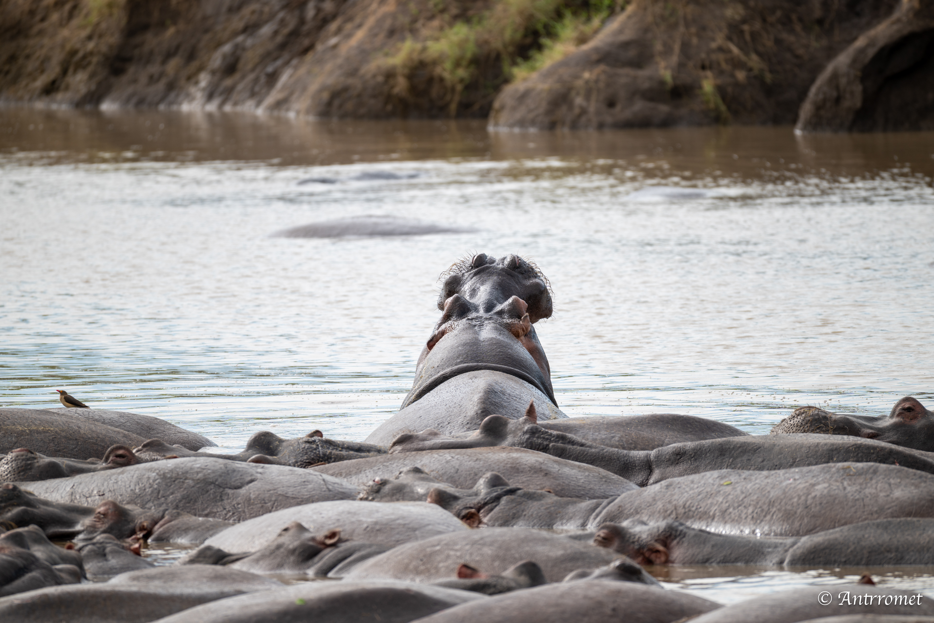 Hippopotamuses