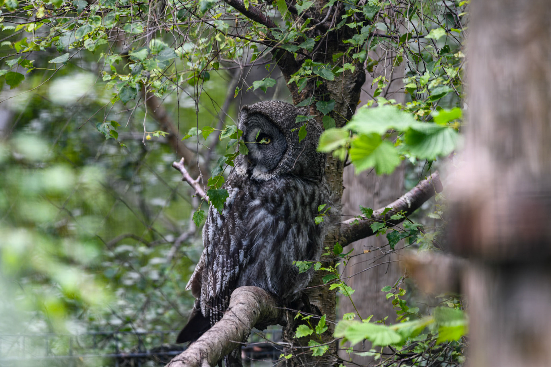 Great grey owl, Highland Wildlife Park