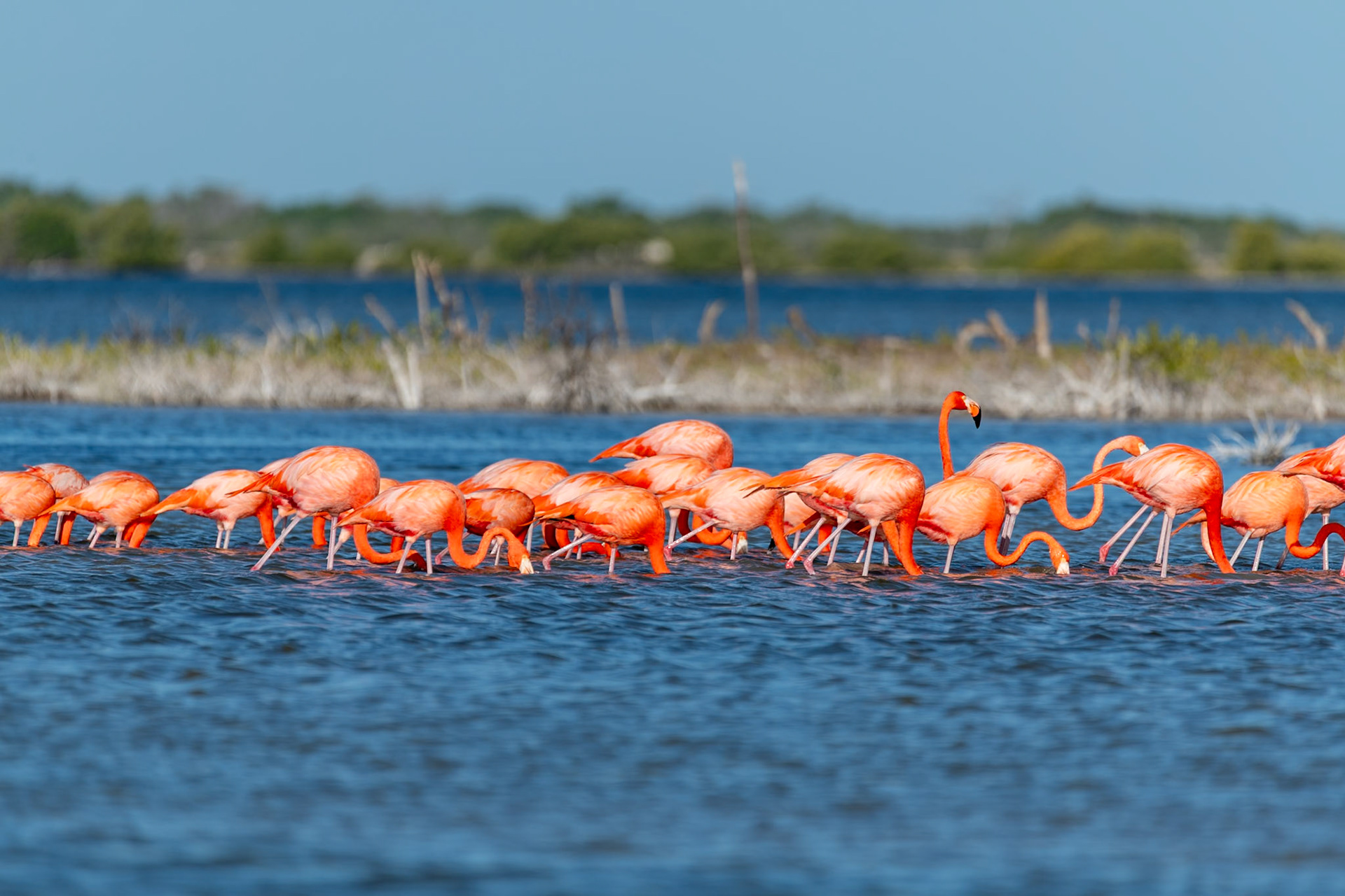 Flamingos at Rio Lagartos Lagoon