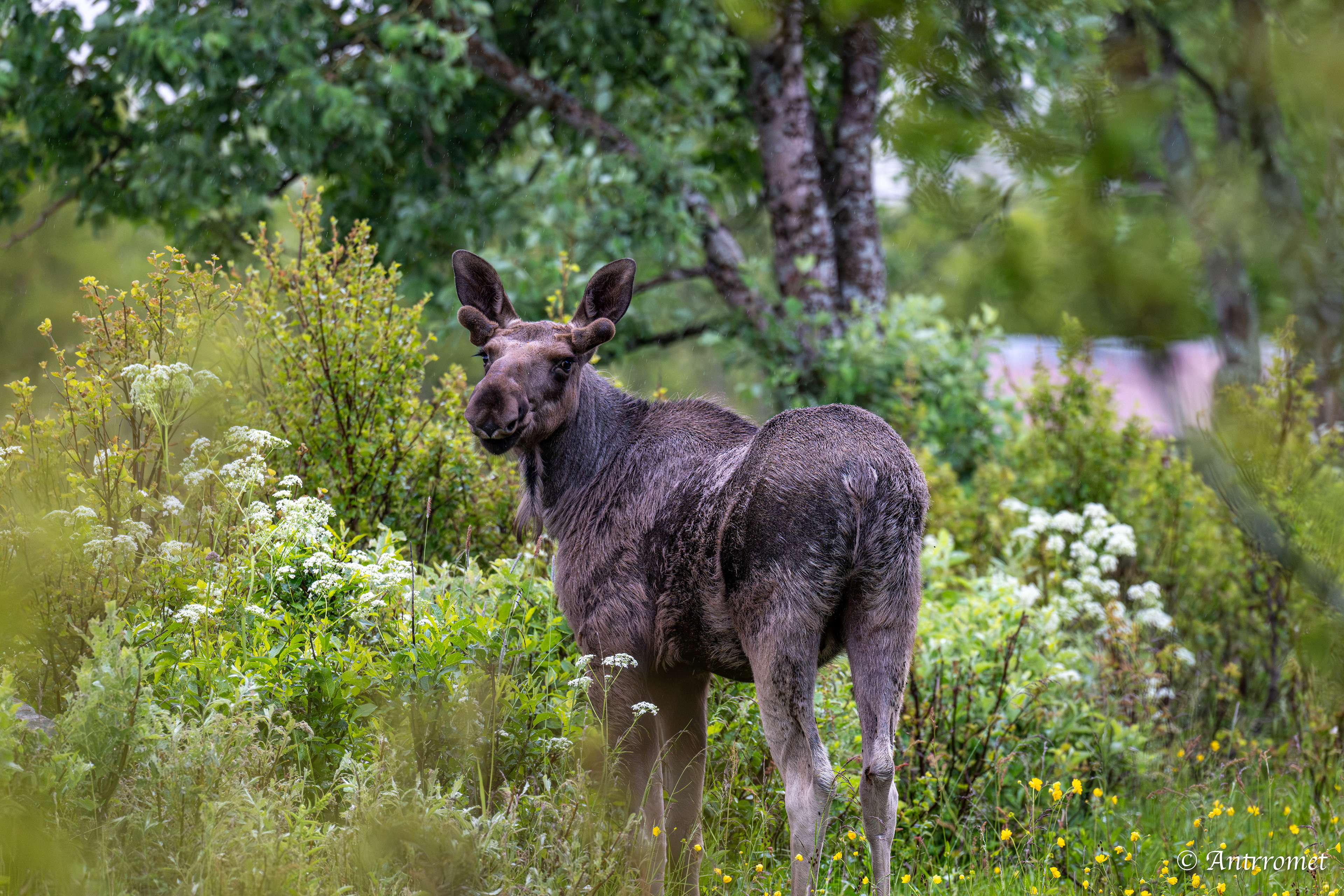 Moose somewhere near Åse on a tour with Arctic North Adventures